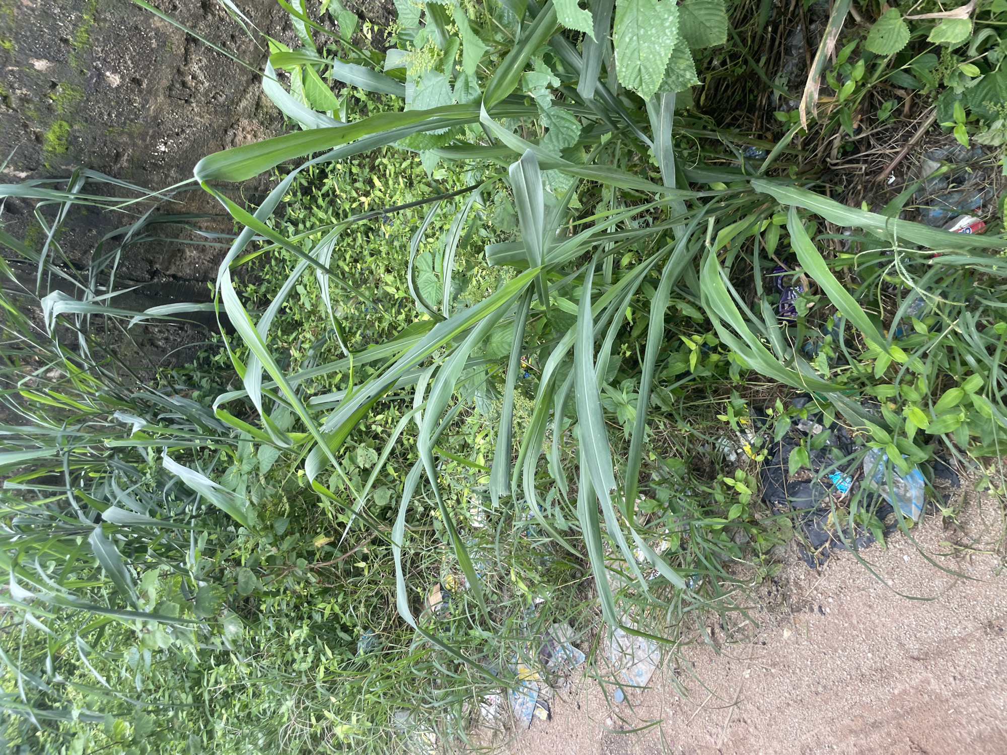 The image depicts an overgrown area along a dirt road in Ihiagwa, Nigeria. Tall, green grasses and other dense vegetation dominate the scene, with some of the foliage reaching near a rough, textured concrete wall on the right side of the frame. The ground along the edge of the road is littered with various pieces of trash, including plastic bags, wrappers, and bottles, interspersed with smaller plants and dry leaves. The environment appears unkempt, with the abundance of vegetation and debris suggesting a lack of regular maintenance. No people or animals are visible in the image. The lighting suggests an overcast or cloudy day, casting a soft, diffused light on the scene.