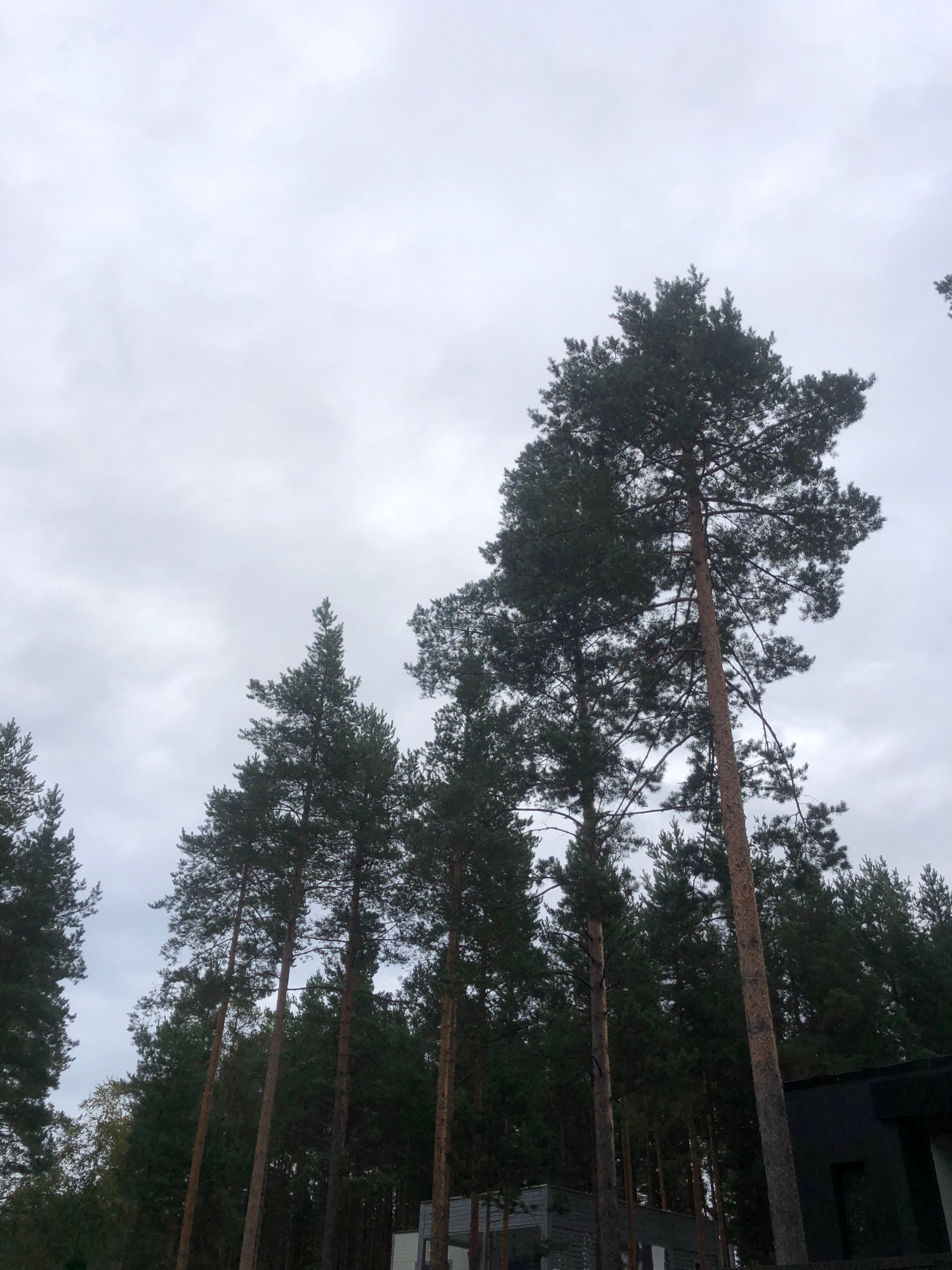 The image shows a view of several tall pine trees against a cloudy, overcast sky. Some low-lying structures, appearing to be buildings or sheds, are visible at the bottom right of the frame, behind the trees. The scene is characterized by the dominance of the evergreen trees and the muted, diffused light from the sky. There are no people or animals visible in the image. The location is specified as Arfa, Russia.