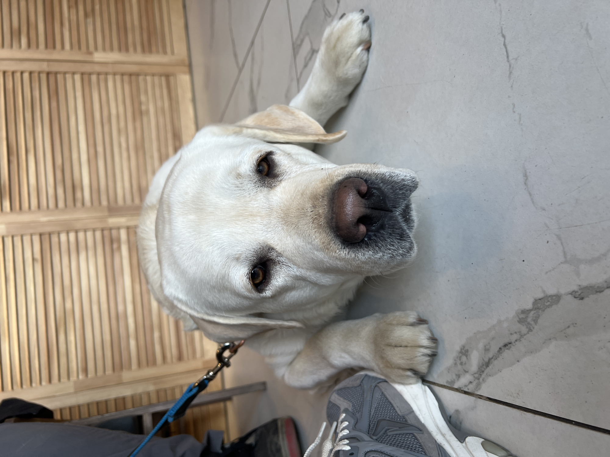A light-colored Labrador Retriever dog is prominently featured, lying on a light grey tiled floor. The dog's head is tilted upwards, looking directly at the viewer with warm brown eyes and a dark nose, its expression calm and observant. Its fur is pale, likely white or cream. One front paw is extended upwards, resting against what appears to be a wall or a higher part of the floor, while the other is partially visible near its chest. A blue leash is attached to the dog's collar, extending towards the bottom left of the frame.
At the bottom of the image, the feet of a person are visible, wearing grey and white athletic shoes, suggesting the dog is accompanied by its owner or handler. The floor is made of large, light grey tiles with subtle darker veining patterns, resembling marble. In the background, to the left of the dog, is a light brown wooden structure composed of vertical slats, possibly a decorative screen, partition, or wall panel. The scene takes place indoors, likely in a public or semi-public setting where the dog is calmly resting. There is no visible text. The location is Mytishchi, Russia.