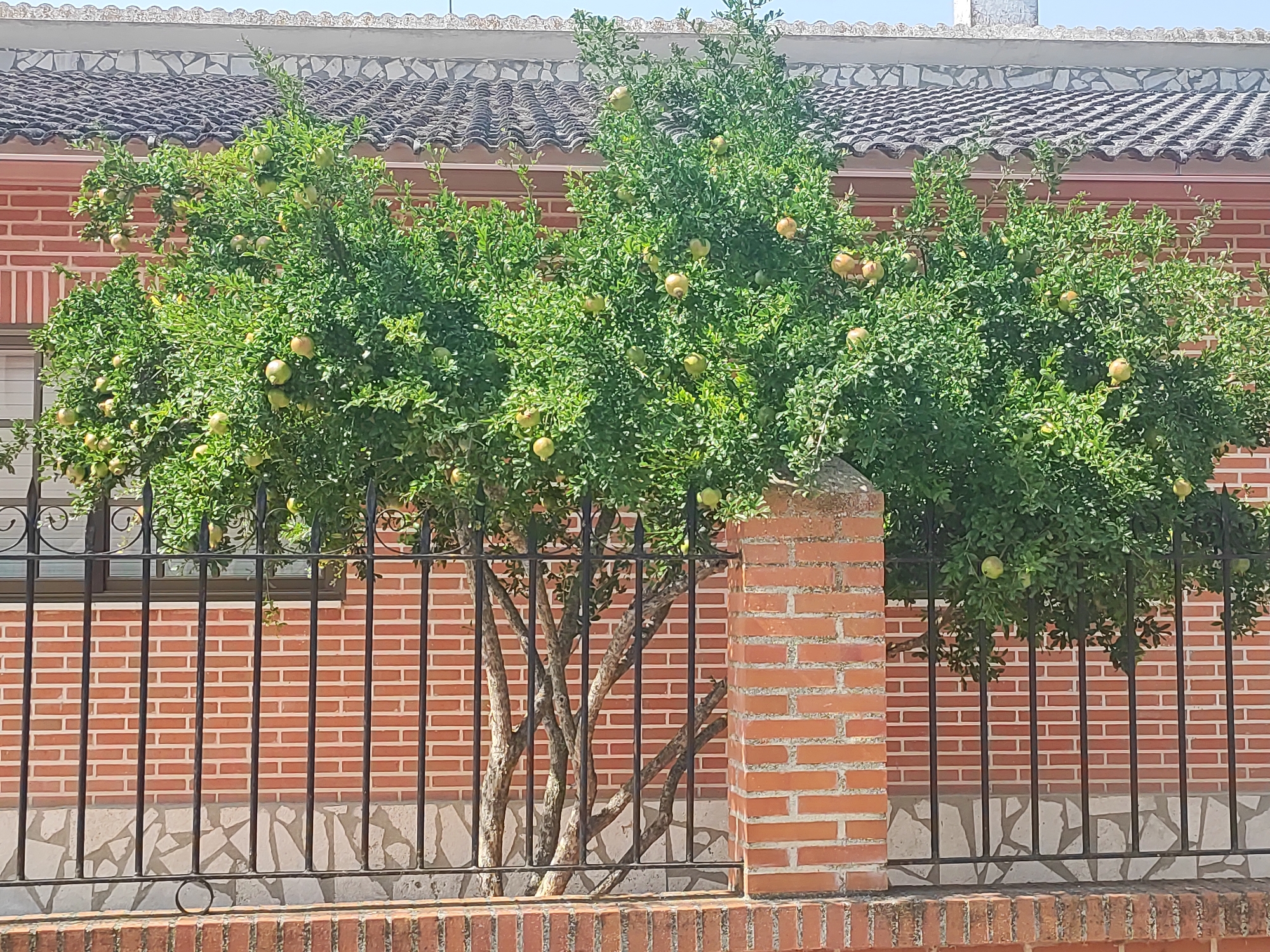 In Traspinedo, Spain, a mature pomegranate tree, laden with numerous green and yellowish-green fruit, stands behind a black metal fence. The tree's branches are visible through the fence, with its dense green foliage obscuring much of its trunk. The fence is supported by a brick pillar on the right side of the image. Behind the fence and tree, a red brick wall forms the facade of a building. The wall has a textured roof with dark grey tiles and lighter grey stone accents along the upper edge. The ground behind the fence is covered with a light-colored, irregularly shaped stone pattern. The image captures a sunny outdoor scene, with no people present.