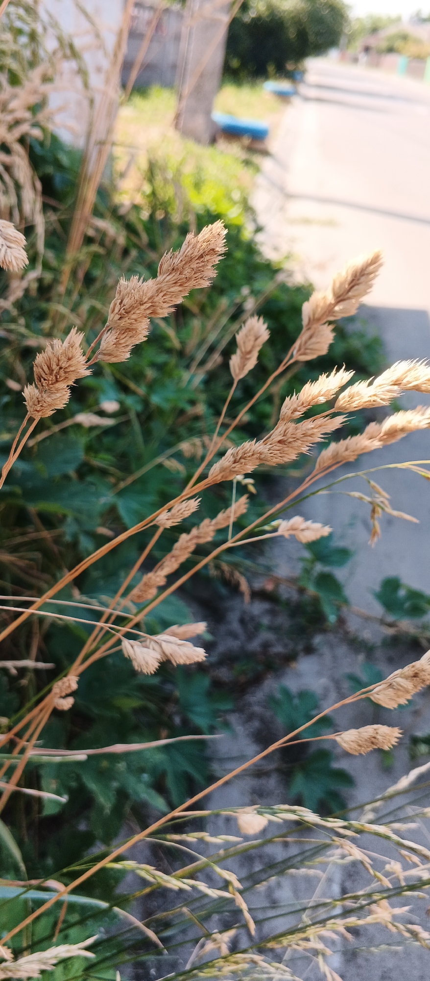 The image shows a close-up of dried grass stalks with blurred greenery in the background. A paved road with some blue objects is visible further in the distance. This scene is likely located in Smila, Ukraine, given the context. The focus is on the texture and color of the grass, with the background providing a sense of an outdoor, possibly urban or suburban, environment. There are no people or specific actions depicted in the image.