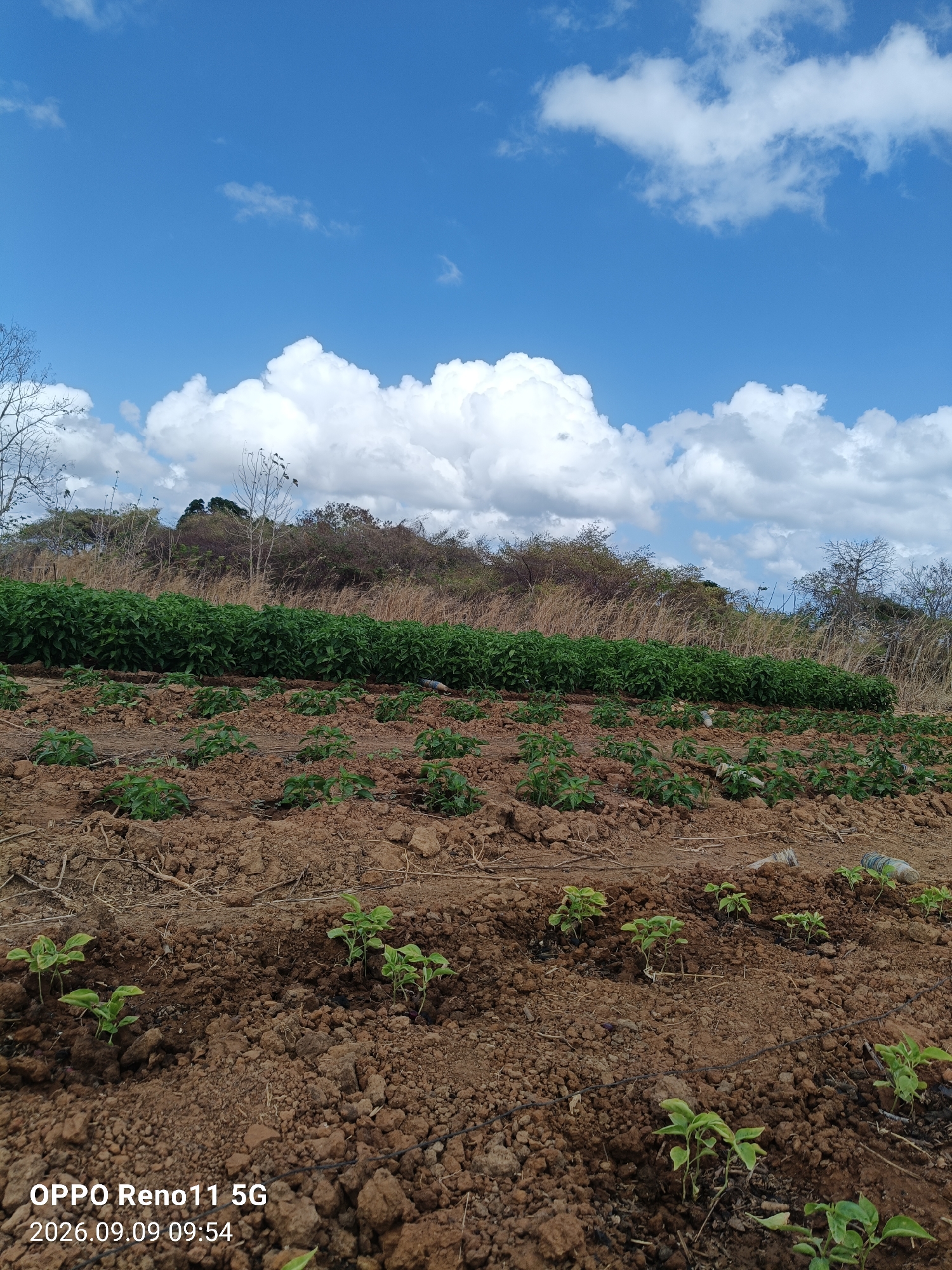 The image depicts a cultivated field with rows of young green plants emerging from dry, brown soil under a bright blue sky with scattered white clouds. In the background, a denser, more mature crop of green plants stretches horizontally across the frame, backed by dry, golden vegetation and trees on a gentle slope. The foreground shows individual young plants spaced in rows, with some evidence of irrigation lines. The scene appears to be in a rural or agricultural setting. The text overlay at the bottom left corner indicates "OPPO Reno11 5G 2026.09.09 09:54", suggesting the image was taken on September 9, 2026, at 9:54 AM with an OPPO Reno11 5G device. The location "Otan, Indonesia" is also provided. There are no people visible in the image.