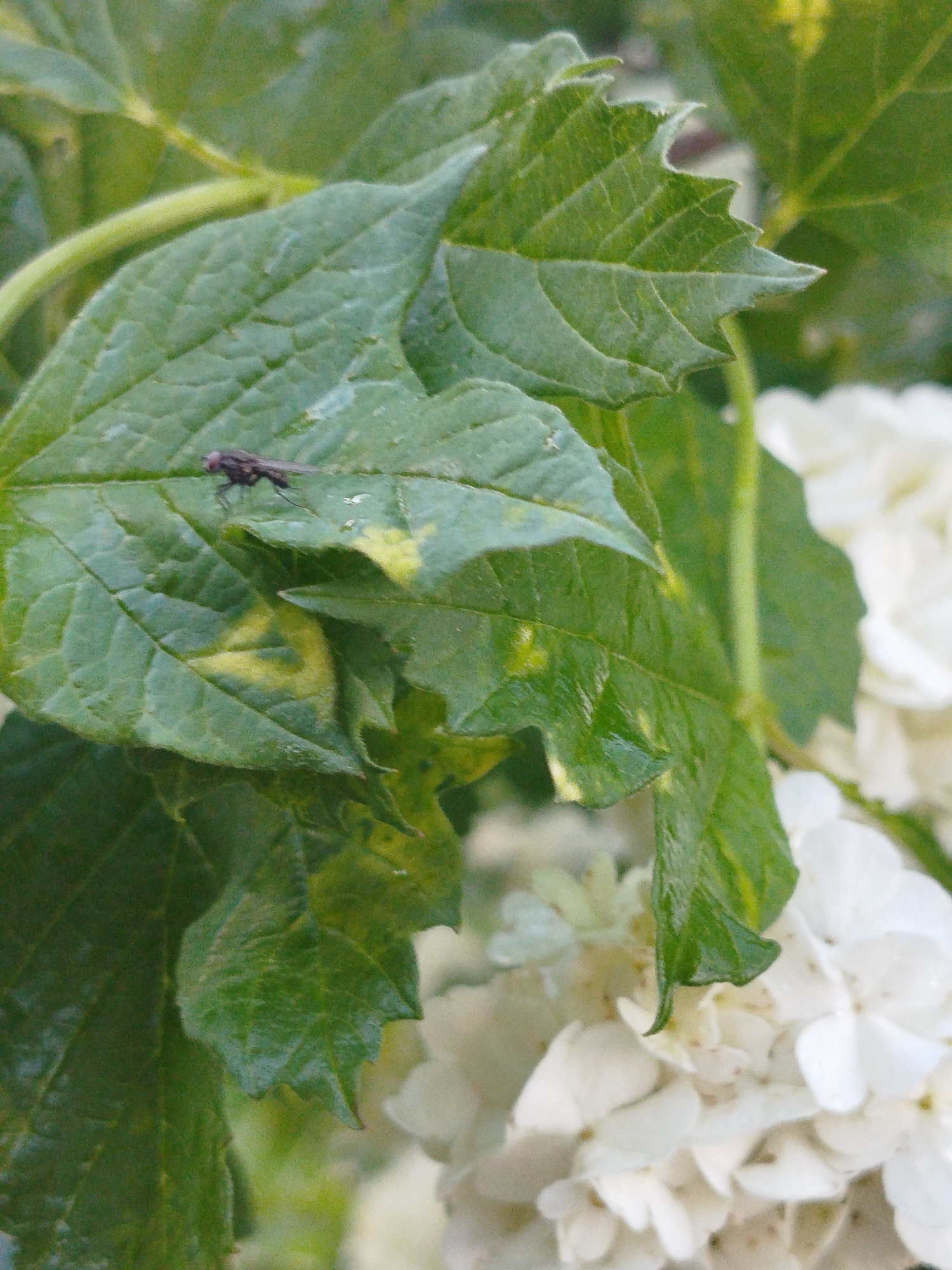 The image shows a cluster of green leaves, some exhibiting yellow discoloration. A small, dark insect, possibly a fly, is perched on one of the leaves. In the background, a mass of white flowers is visible, suggesting a flowering plant. The image's location is Боровково, Russia.