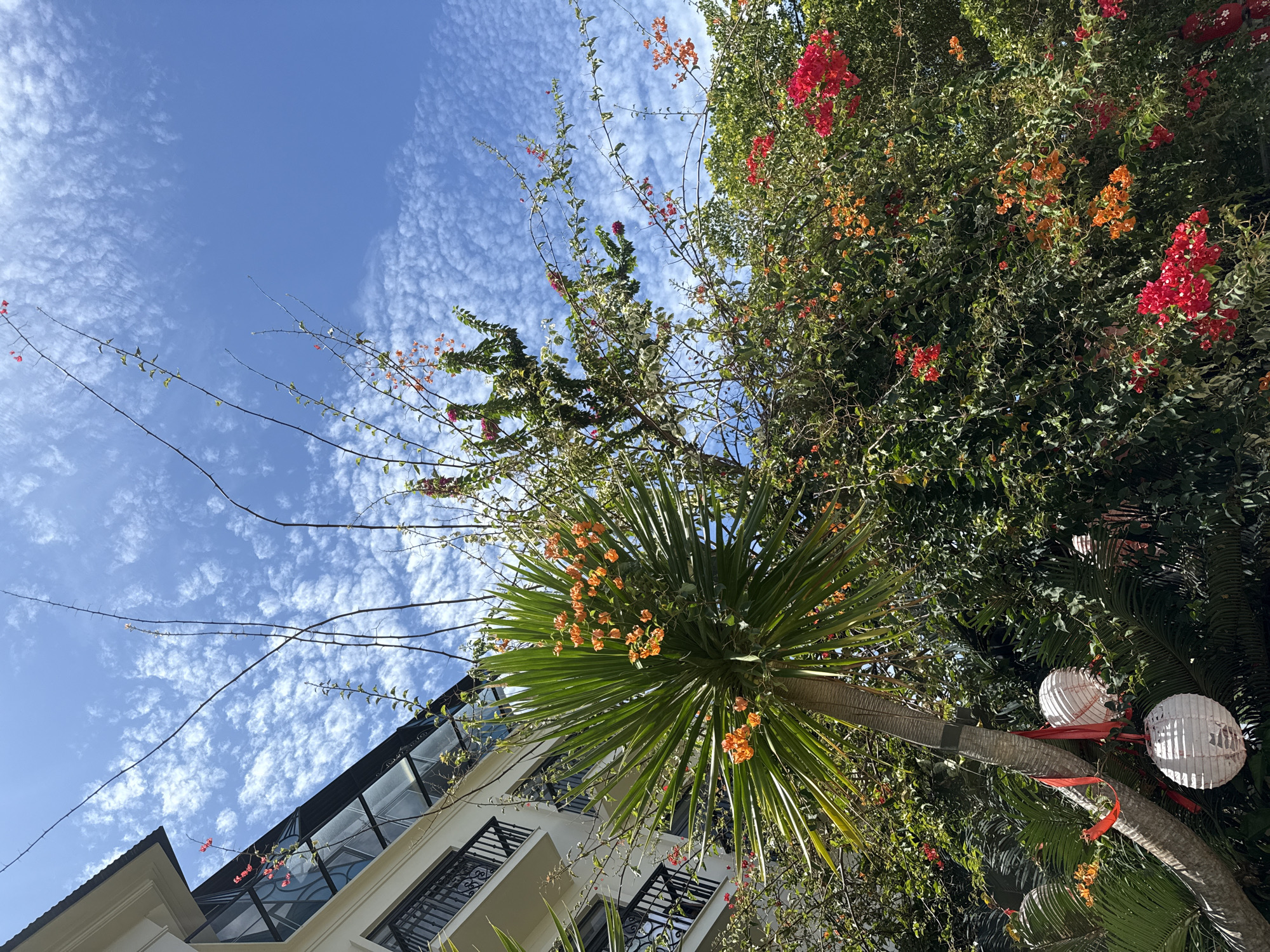 In Nha Trang Ward, Vietnam, a building with white walls, balconies with black railings, and a glass-covered section is visible. In front of the building, a palm tree with vibrant orange flowers and two white paper lanterns adorned with red ribbons hangs. The scene is surrounded by lush green foliage and flowering plants, with bright red and orange blooms scattered throughout. The sky above is a clear blue, dotted with scattered white clouds, suggesting a sunny day.