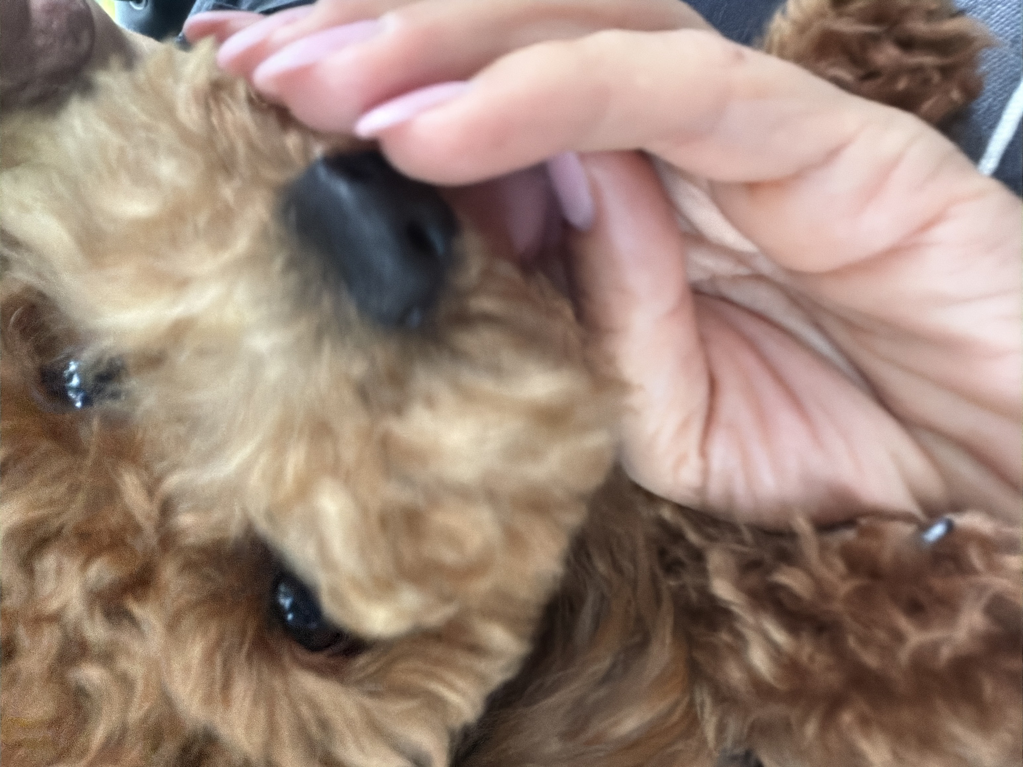 In Marum, Netherlands, a close-up, over-the-shoulder shot captures a person's hand gently touching the face of a small, tan-colored poodle. The poodle's fur is curly and appears soft. The person's hand, with light pink nail polish, is positioned near the dog's nose, with a finger extended towards its muzzle. The background is blurred, but hints of blue denim suggest the person is wearing jeans. The lighting is soft and diffused, creating a warm atmosphere.