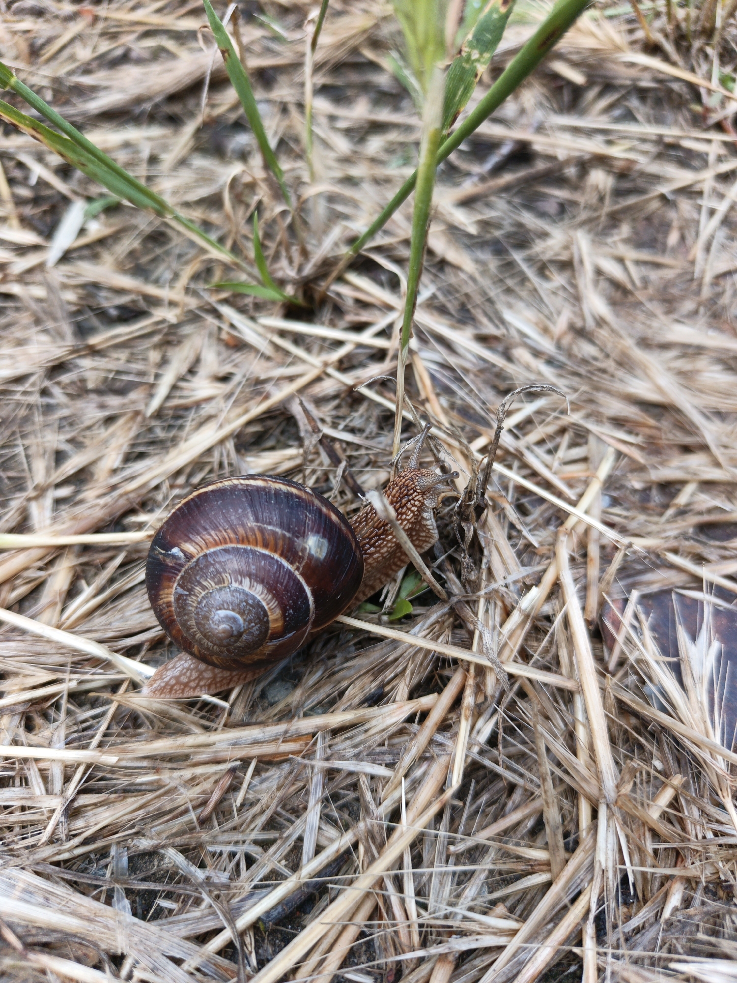 A snail crawls across a bed of dry straw and a few blades of green grass. The snail has a brown shell with dark concentric rings. The location is Goryachiy Klyuch, Russia.