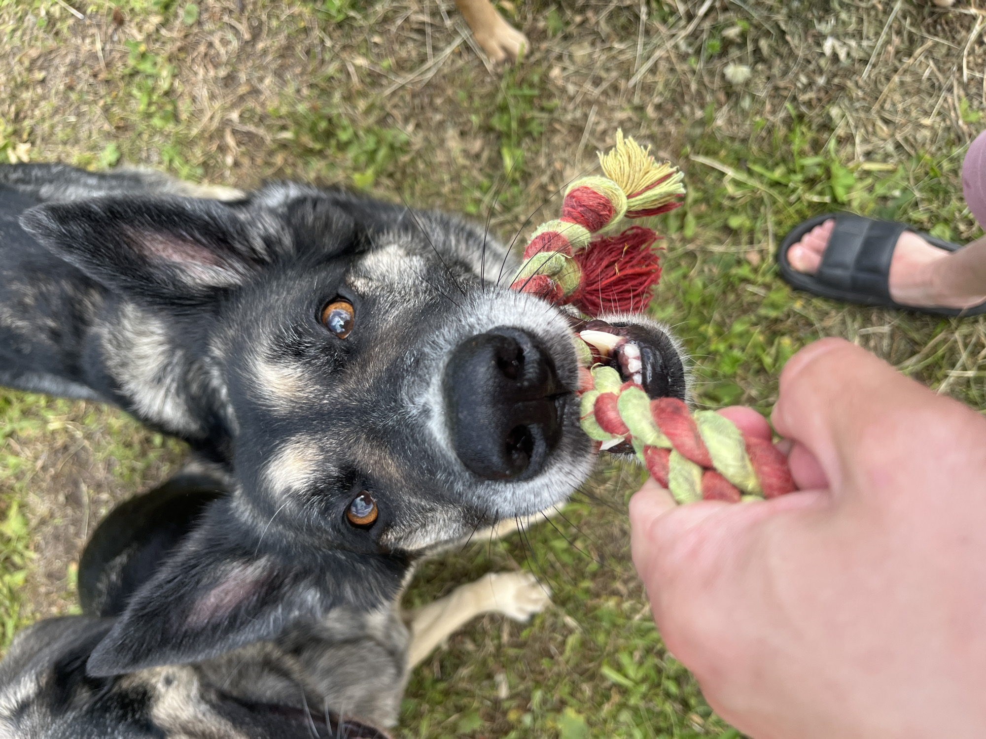 An overhead, close-up shot shows a German Shepherd dog, with a black and gray coat and amber eyes, gripping a red and green rope toy in its mouth. The dog's snout is prominent, with its teeth visible. A person's hand, holding the other end of the rope, is in the foreground, with their thumb and index finger wrapped around the toy. Another dog, mostly obscured, is visible in the upper left corner. The dogs are in a grassy outdoor area. The image does not contain any identifiable landmarks or features specific to Nizhny Tagil, Russia.
