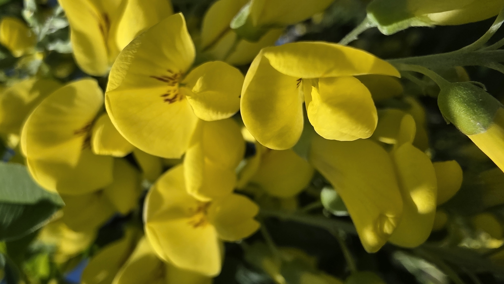 A close-up shot shows a cluster of bright yellow flowers, likely broom (Cytisus scoparius), in full bloom. A few green leaves and closed buds are also visible, suggesting the flowers are part of a larger plant. The scene appears to be outdoors in natural daylight. The location is possibly in Blagoevgrad, Bulgaria, but this cannot be confirmed from the image alone. There are no people depicted.