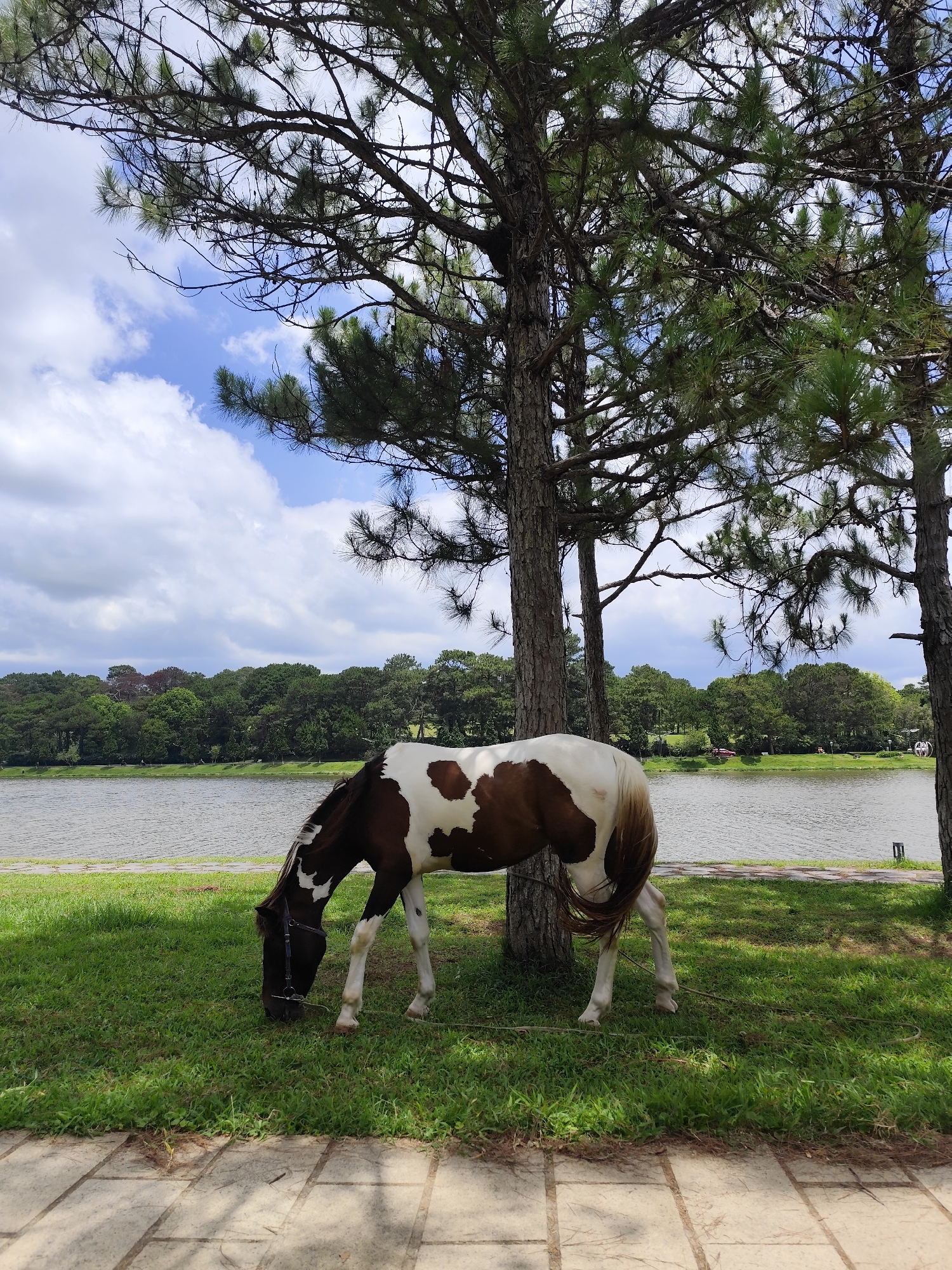 The image depicts a brown and white horse grazing on a grassy area next to a body of water. The horse is standing under the shade of a pine tree. The background features a lake, and trees. The location is Da Lat, Vietnam, possibly around Xuan Huong Lake given the pine trees surrounding the lake. The ground nearest the camera shows sections of concrete slabs.