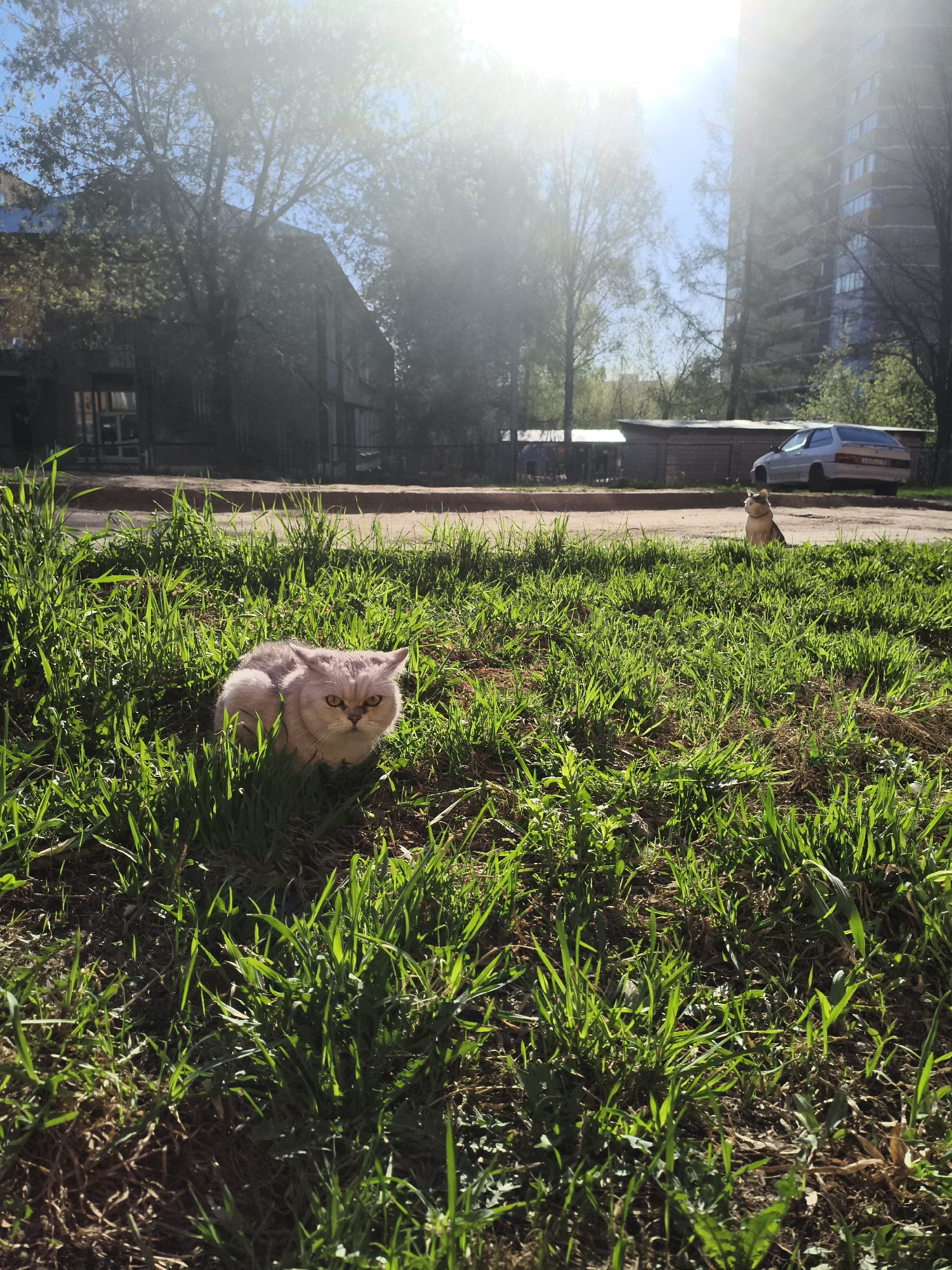The scene is outdoors on a sunny day in Izhevsk, Russia. In the foreground, a light-colored cat is sitting amidst green grass. In the background across a dirt road, another cat is sitting up, next to a silver car. Behind the car is a row of garages, a building with multiple stories, and trees, all somewhat obscured by the sun.