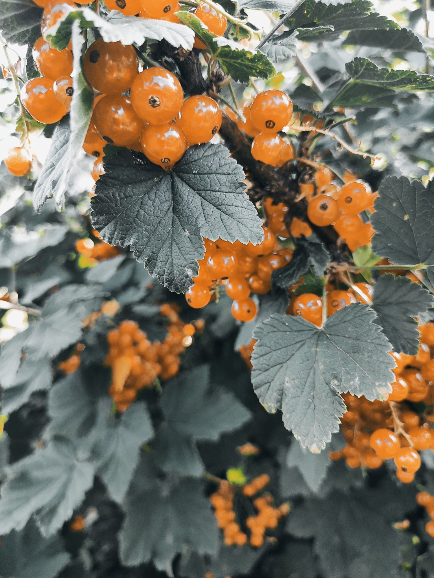The image shows a close-up, low-angle view of ripe, orange currant berries growing on a bush. The berries are clustered together on thin stems, and many are partially obscured by large, grey-green leaves. Some berries are glossy and appear plump, while others show a slight sheen of light. The background is blurred, with more indistinct clusters of berries and leaves visible. There are no people or buildings in the image. The scene appears to be in an outdoor, natural environment. The specific location in the city of Лёзненскі сельскі Савет, Belarus cannot be determined from the image alone.