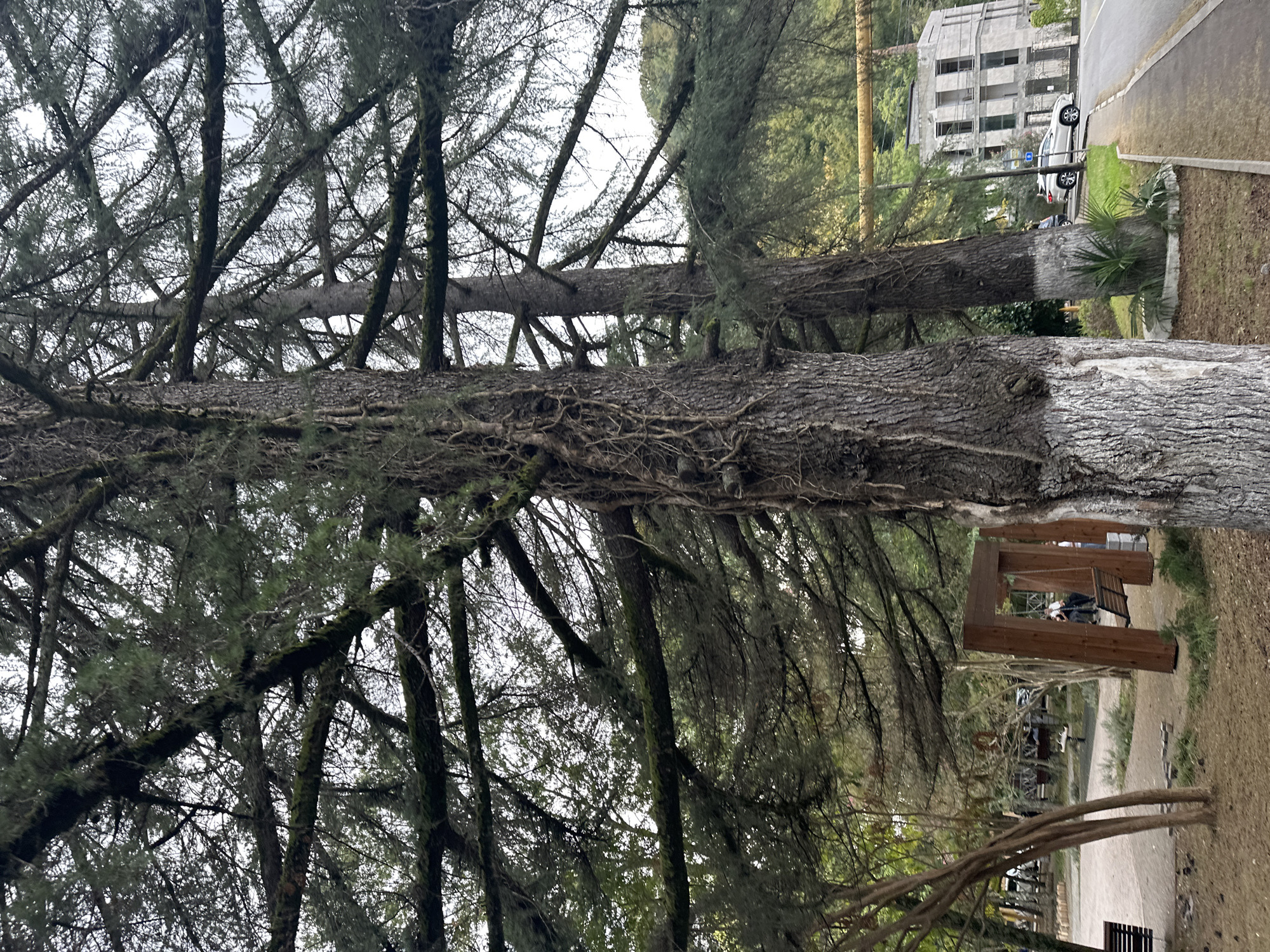The image depicts a street scene in Sochi, Russia, with a focus on lush greenery and a distinctive modern building. In the foreground, two large pine trees dominate the frame. The tree on the left has a rough, textured bark, with white paint applied to its lower trunk, a common practice in Russian cities to protect trees and improve visibility. The tree on the right also features white paint on its lower trunk and is adorned with a parasitic vine.
Behind the trees, a paved road runs alongside a manicured lawn. On the lawn, a modern, multi-story building with a concrete facade and numerous windows stands out. Its architecture is minimalist and geometric. A silver SUV is parked on the side of the road, and a yellow pipe runs along the side of the hill in the background.
Further back, within the park-like area, a wooden swing set is visible, suggesting a recreational space. Other trees and vegetation fill the middle ground, contributing to the overall impression of a verdant urban environment. The sky is overcast, casting a soft light over the scene. The presence of white-painted tree trunks, the architecture of the building, and the general ambiance are consistent with the visual characteristics of Sochi, Russia.