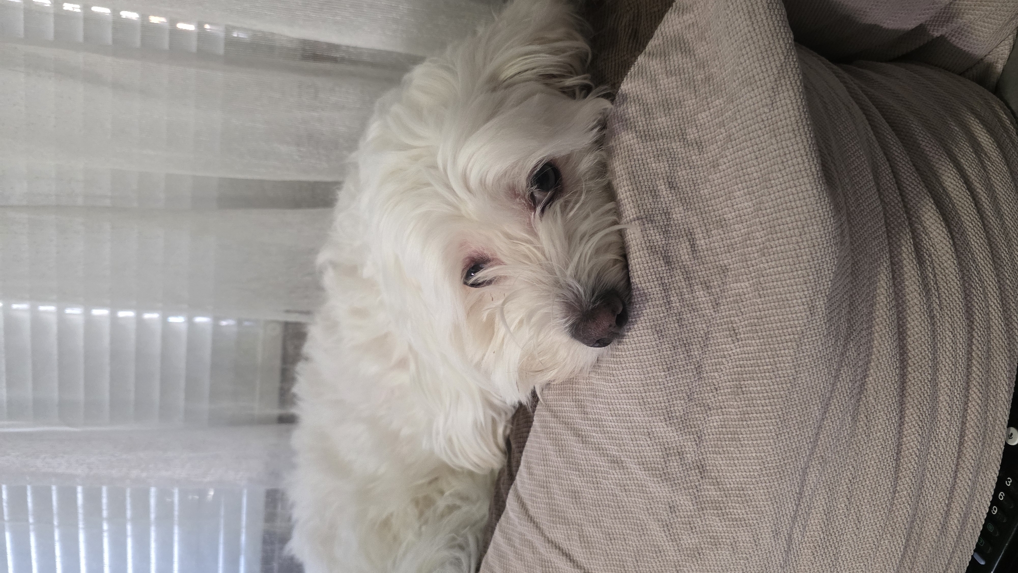 A white Maltese dog is resting on a beige-colored, textured cushion or sofa, with its head resting on the cushion. The dog is positioned near a window with closed white blinds. Part of a black electronic device with numbers (possibly a remote control) is visible on the lower right side of the image. The location is not discernible from the image; no specific information suggests it is in Blagoevgrad, Bulgaria.