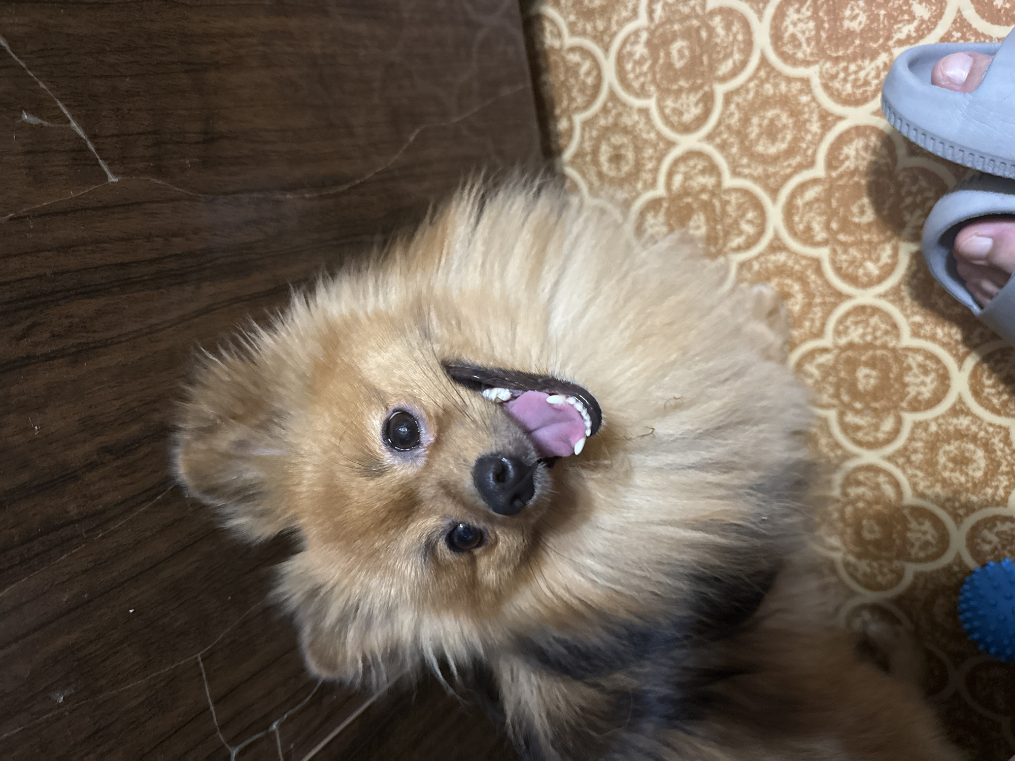 A Pomeranian dog with tan and black fur is looking up at the camera with its mouth open and tongue out, appearing to smile. The dog is positioned in the lower center of the frame. The background consists of a wooden surface on the top left and a patterned floor on the bottom right. A pair of light gray slides and human feet are visible in the bottom right corner, suggesting the photo was taken from the perspective of someone wearing the slides. A blue spiky dog toy is partially visible in the bottom left corner. The image appears to be taken indoors. There is no specific information about the city of Khimki, Russia within the image.