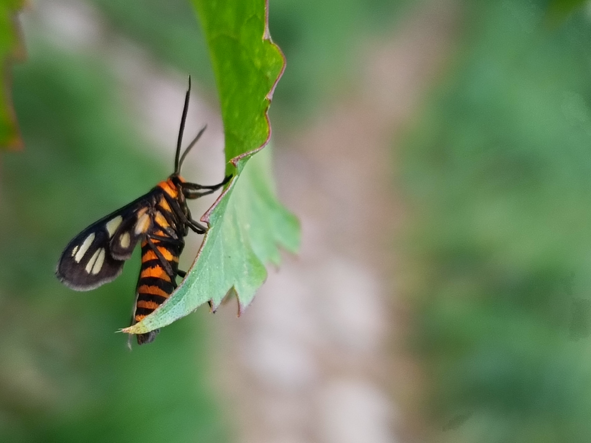A tiger moth is perched on a green leaf. The moth is striped with black and orange and has antennae. It is found in the city of Lhokseumawe, Indonesia. The background is a blur of green and beige.