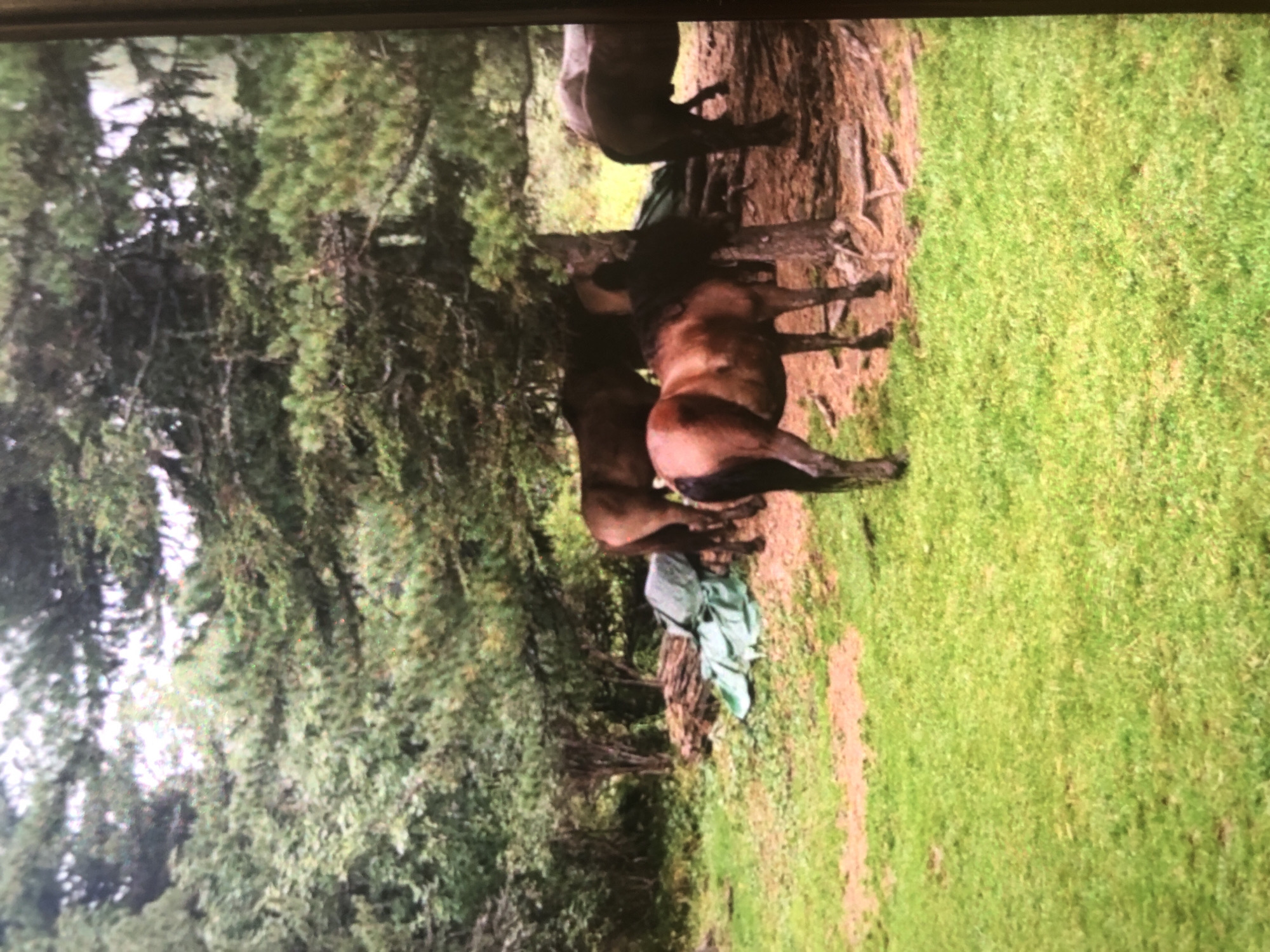 The image depicts a grassy area near trees. Several brown horses are present, standing near a large tree. A green object rests on the grass near the horses. The location is labeled as Unknown, Unknown.