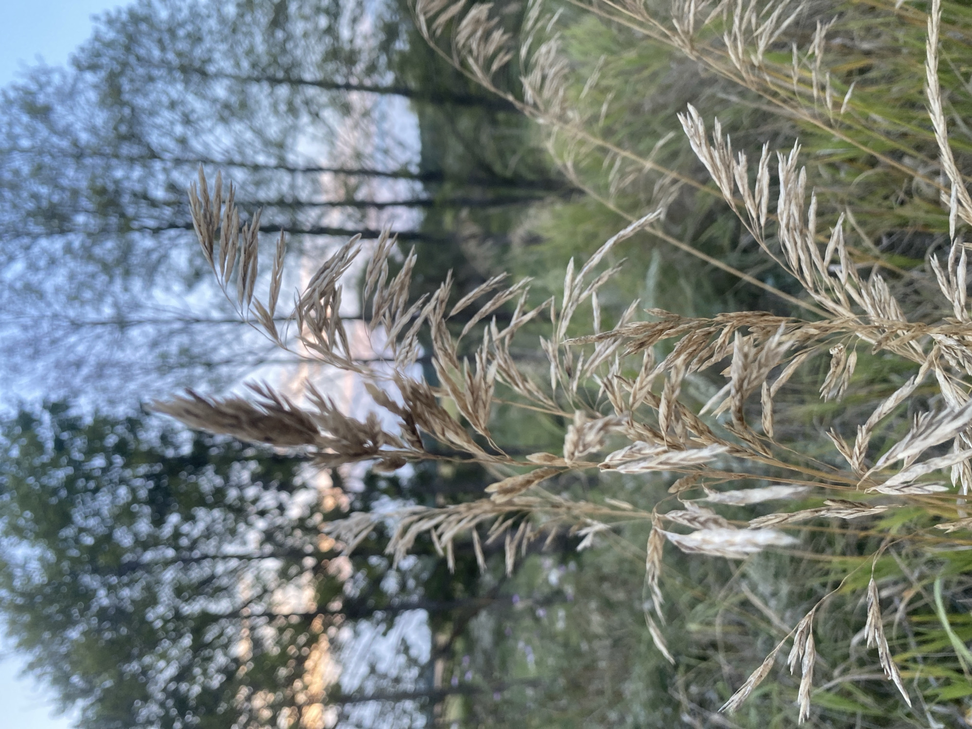 The image depicts a close-up of dry grass stalks in the foreground, with a blurred background of trees and a sky that suggests dusk or dawn. The grass is light brown and feathery, with some stalks appearing withered. The background shows a soft focus of trees, some with foliage and others bare, against a pale blue and orange sky. The overall impression is one of a natural, rural setting. There are no people, animals, or man-made structures visible in the image. The location is specified as the city of Hoholeve, Ukraine.