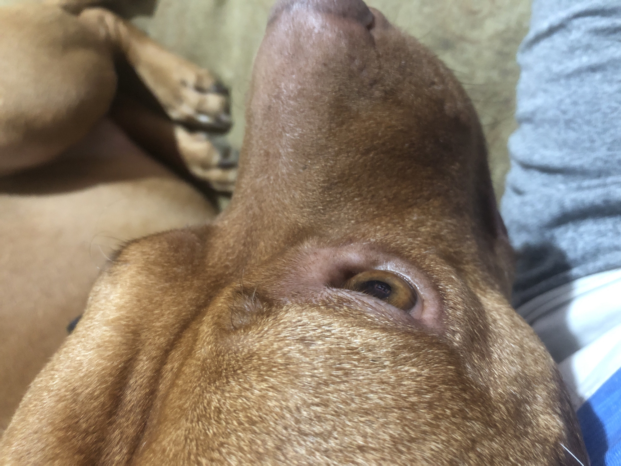The primary subject of the image is a short-haired, reddish-brown dog, captured in a close-up, high-angle perspective. The dog appears to be lying down, possibly on its back or side, with its head tilted upwards, revealing its throat and muzzle. Its right eye, with a brown iris and visible pupil, is open and reflects some light, suggesting the dog is awake but in a relaxed state. The fur is dense and smooth, exhibiting various shades of reddish-brown that highlight the contours of its face and neck.
In the blurred background, towards the upper left, the dog's paws are visible, curled up, indicating its relaxed posture. To the right of the dog's head, a textured, grey fabric, possibly part of clothing like a t-shirt or sweatpants, is visible, suggesting a human is nearby or sharing the resting space. Below this grey fabric, a fragment of blue and white striped fabric can also be seen, likely part of bedding or other clothing.
The scene takes place indoors, likely within a home environment such as a couch or bed, given the soft furnishings. The lighting is ambient, providing clear visibility of the dog's features without indicating a specific time of day. The dog conveys a sense of peacefulness and comfort. No visible text is present in the image. While the location context is Sofia, Bulgaria, there are no specific visual cues within the image to suggest this location.