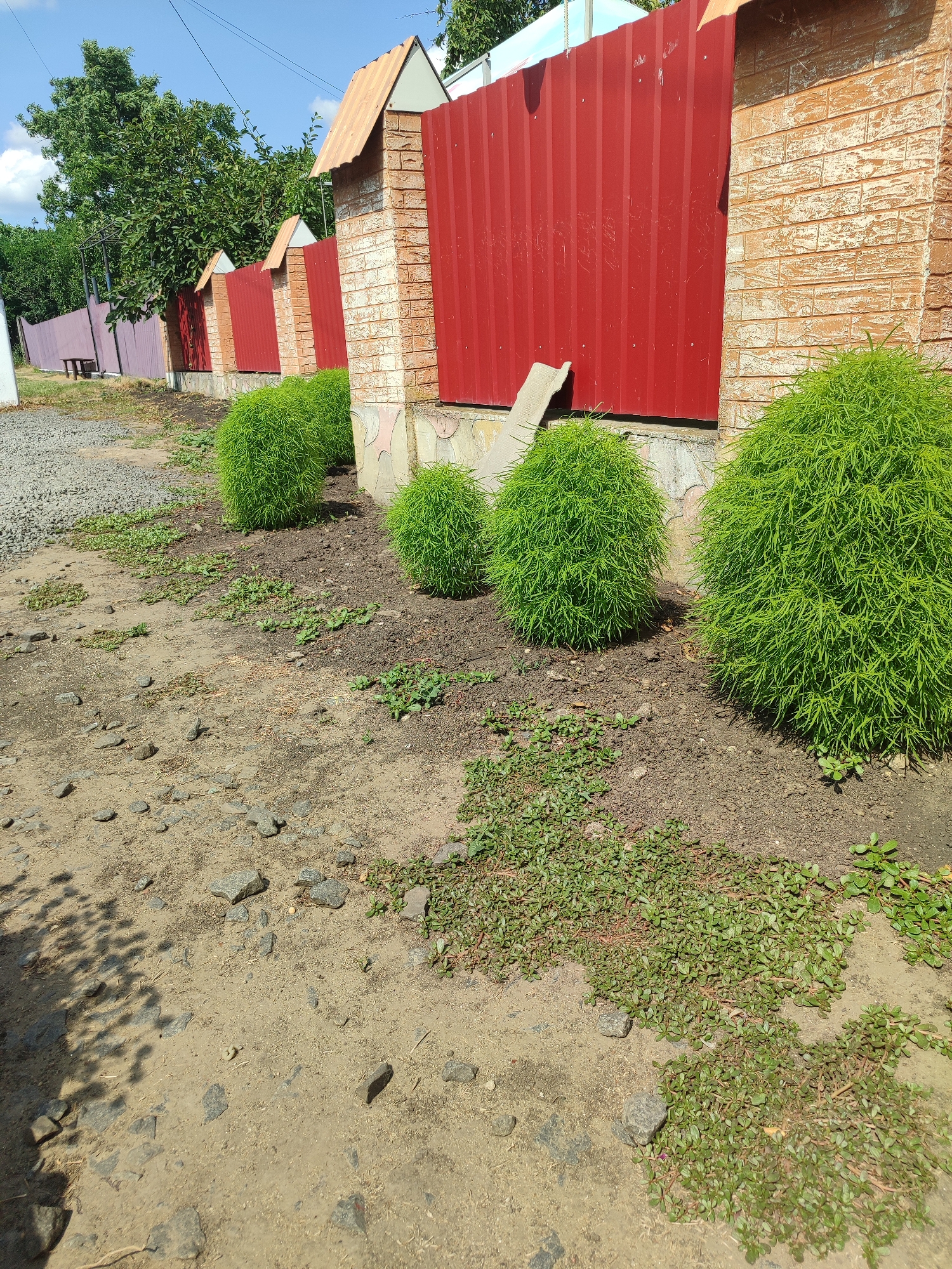 A row of vibrant green, bushy plants is lined up in front of a decorative fence in Novosamarka, Ukraine. The fence is constructed with sections of red corrugated metal alternating with brick pillars topped with small, peaked, wooden roofs. The ground in front of the fence is a mix of dirt, gravel, and small stones, with patches of low-lying green ground cover. The scene is bathed in bright sunlight, suggesting it is daytime, and the sky above is a clear blue with a few scattered white clouds. The overall impression is one of a well-maintained outdoor space, possibly a residential yard or a public area. There is no visible text in the image.