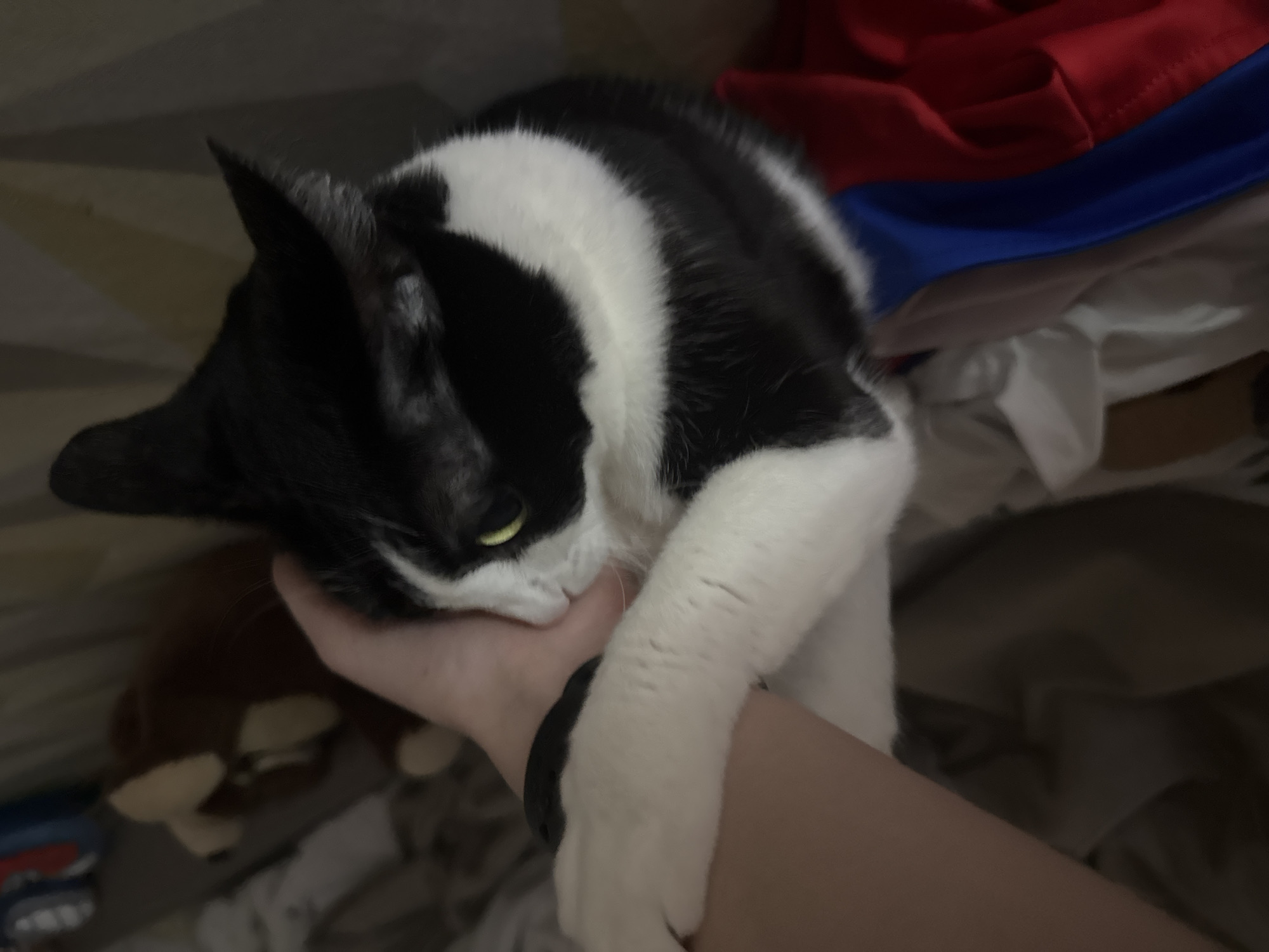 A black and white cat is holding onto a person's forearm with its paws and biting down on the person's hand. The person is wearing a black bracelet on their wrist. A stuffed animal and clothing are visible in the background. The location is unknown.