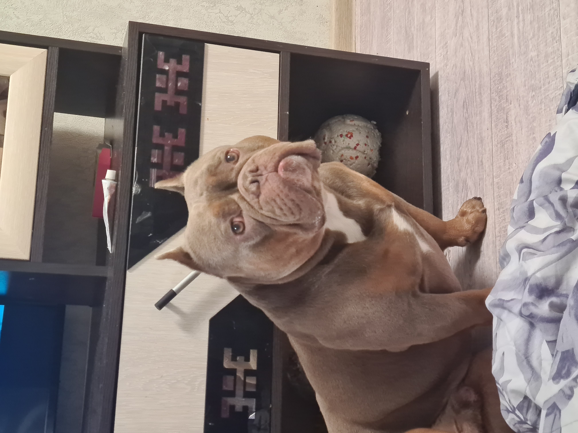 A brown dog with a wrinkled face is lying on the floor next to a cabinet. The dog's head is tilted, and its eyes are looking towards the camera. It appears to be a playful or curious dog. Behind the dog, a wooden cabinet with several compartments is visible. One compartment contains a round, textured ball with red speckles. Another compartment has a red tube and a white tube. The cabinet's surface has a wood-grain pattern. To the right of the cabinet, a light-colored wall with a subtle wood-grain pattern can be seen. A patterned blanket or fabric is draped over the floor to the right. The lighting suggests it is daytime, and the setting appears to be indoors, likely a home. There is no visible text in the image.