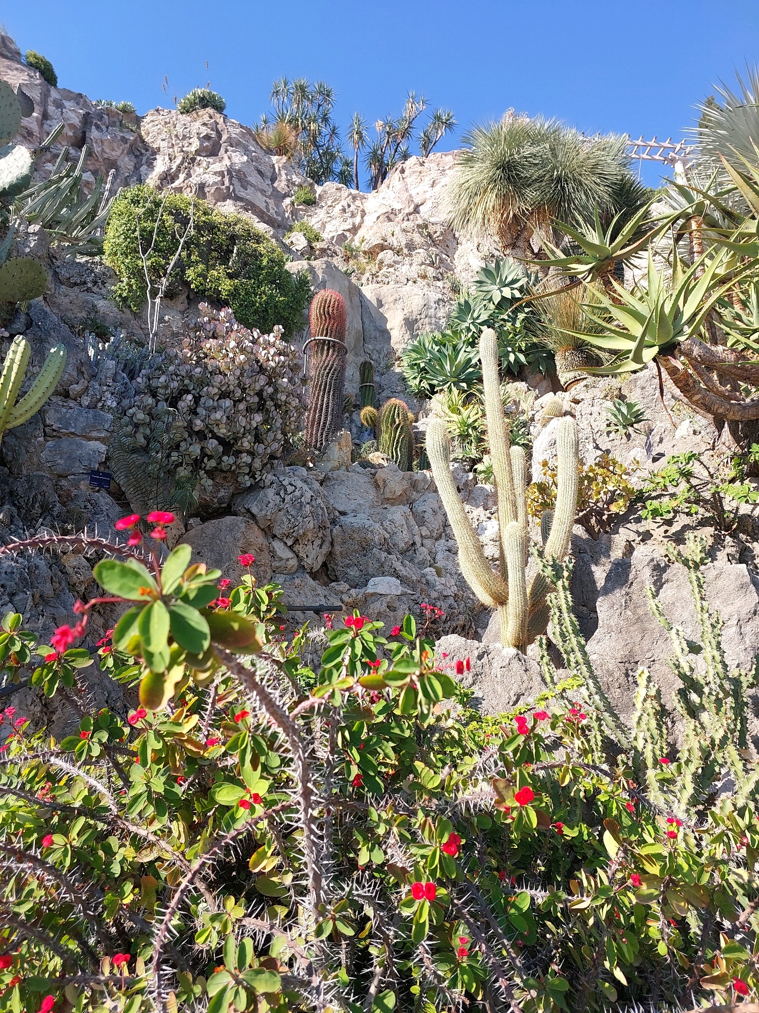 An outdoor, low-angle, medium shot captures a steep, rocky hillside under a clear blue sky, densely populated with a variety of cacti and succulents. In the foreground, a thorny plant with small red flowers and green leaves dominates the lower half of the frame. Behind this, the rocky terrain rises, hosting several tall, ribbed cacti, and clusters of succulents with pointed leaves, some appearing dusty purple and others light green. Further up the slope, larger, spiky plants with long, grass-like leaves emerge, and in the background, more cacti and succulents are visible against the rugged rocks. The sunlight casts sharp shadows, highlighting the textures of the plants and the rough surfaces of the rocks. No people are visible in the scene.