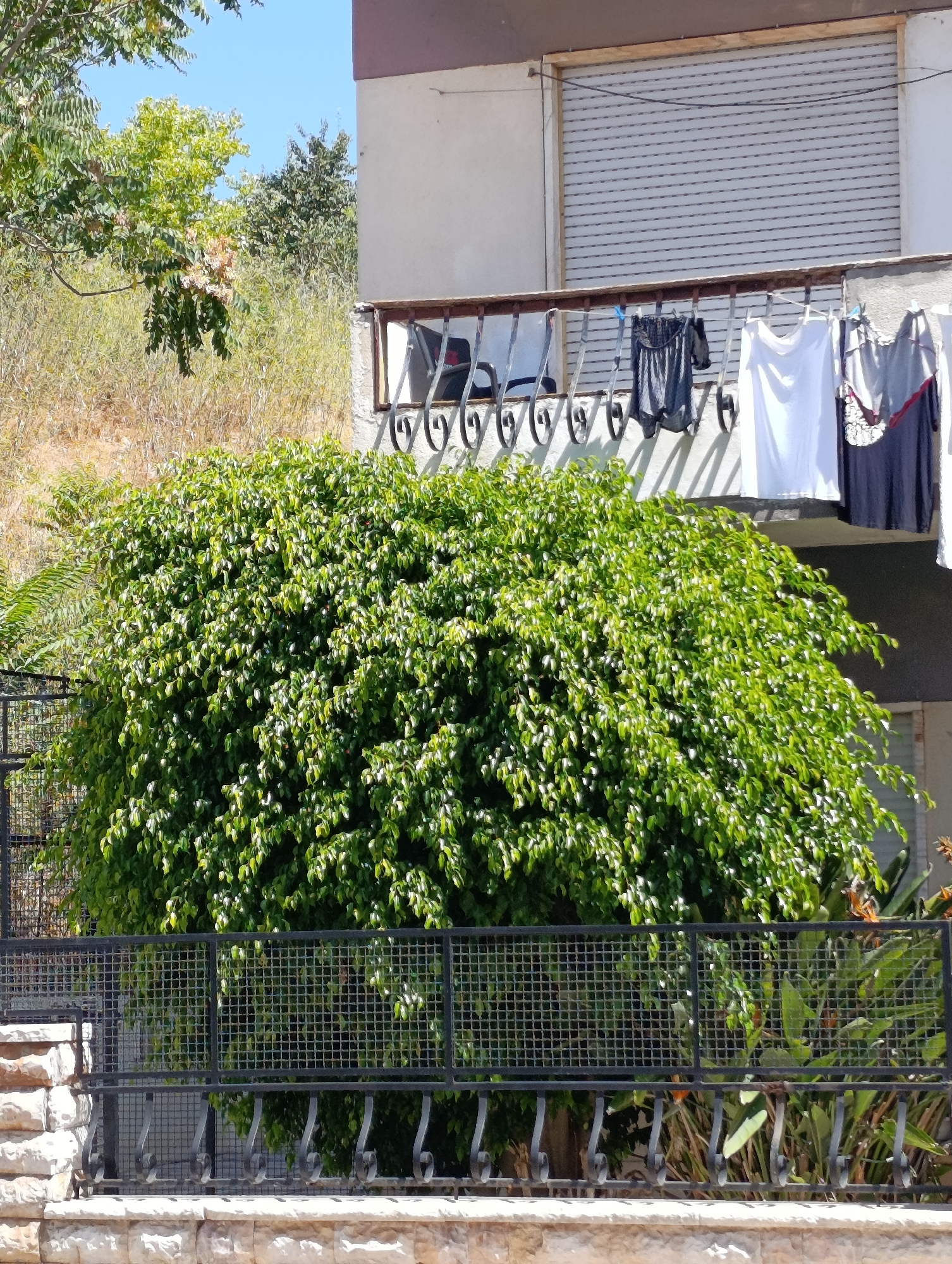 The image depicts an exterior scene in Setúbal, Portugal, with a focus on a lush green bush in the foreground, partially obscured by a black metal fence. Behind the bush, a balcony is visible, with laundry hanging on a clothesline. The laundry includes a white t-shirt, a dark skirt, and other garments. Above the balcony, a building with a closed shutter is visible, suggesting it's daytime. The environment appears to be somewhat arid with dry vegetation on a slope behind the bush. The scene is framed by a stone wall at the bottom and the building and sky at the top. There are no people or animals visible in the image.