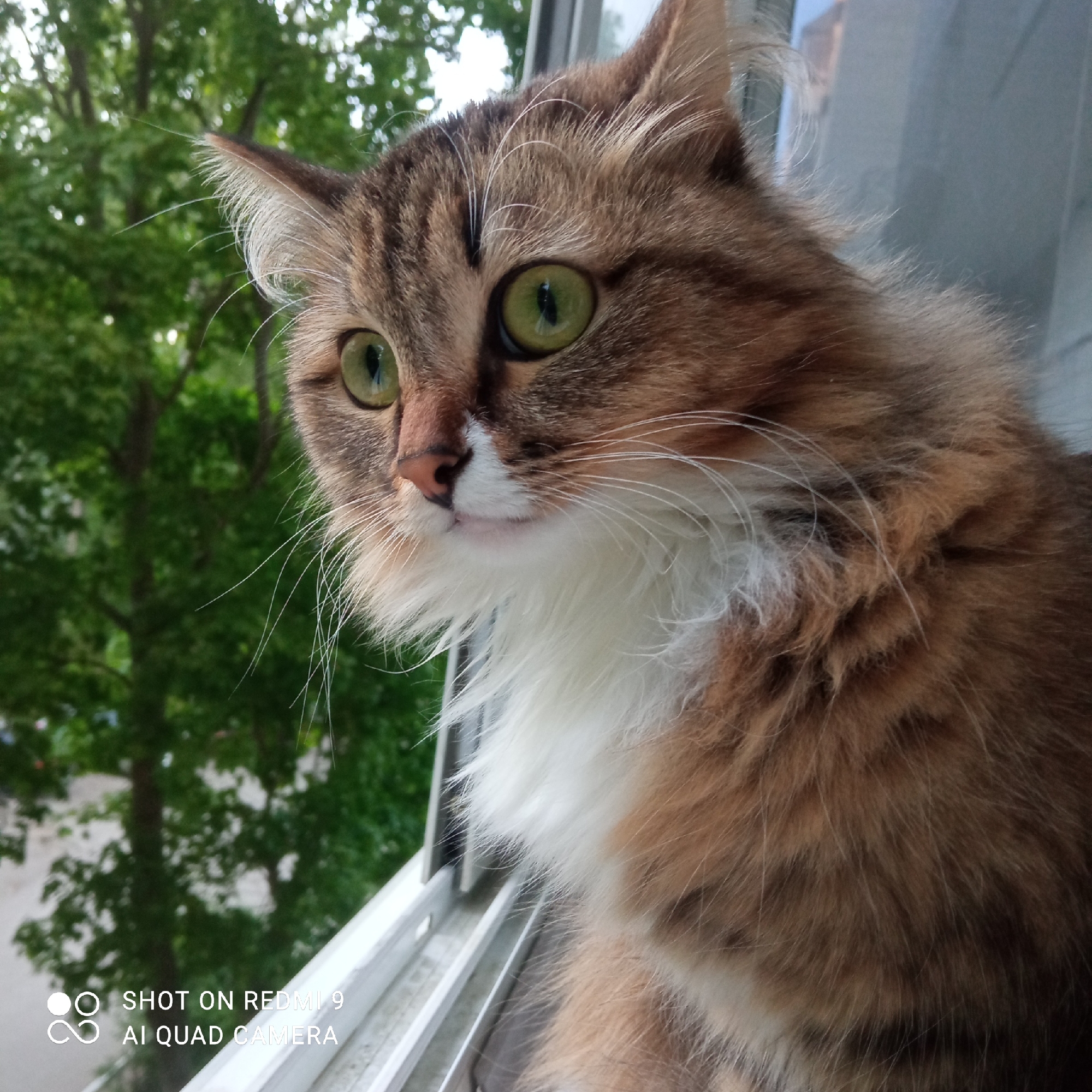 A close-up photo shows a fluffy, light brown cat with green eyes, gazing towards the left. The cat has white fur on its chest and around its mouth. It is perched on a white window frame, with a blurred background of green trees. At the bottom left of the image, the text "SHOT ON REDMI 9 AI QUAD CAMERA" is visible. It is not possible to confirm the location in the city of Chaikovsky, Russia, from the provided image.
