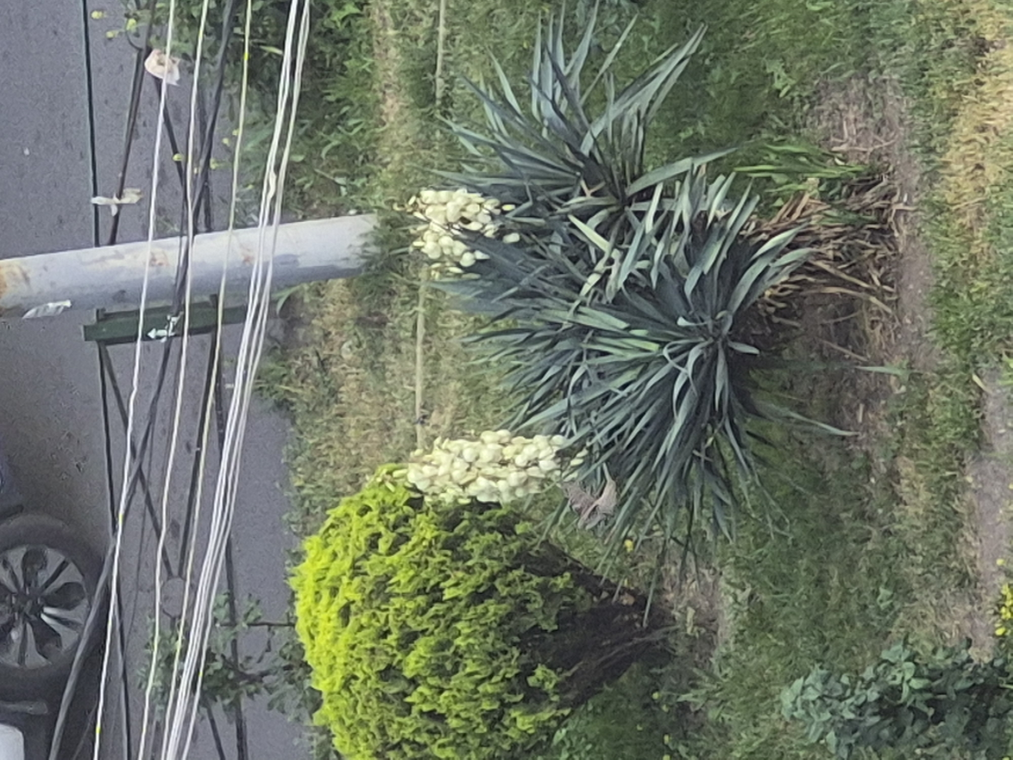 The image captures an outdoor scene, likely from an elevated vantage point overlooking a street and an adjacent green area in Yerevan, Armenia.
In the foreground, a series of dark and white electrical or communication wires stretch horizontally across the frame, partially obscuring a light gray cylindrical pole. Beneath these wires, a dark gray asphalt surface, characteristic of a street or sidewalk, is visible. The left side of a dark-colored vehicle, revealing a tire with a spoked wheel rim, is partially seen on this paved area.
The majority of the right side of the frame is dominated by lush greenery. Two prominent Yucca plants, with their spiky, bluish-green leaves, stand out. Both plants are adorned with clusters of white, bell-shaped flowers blooming upwards from their centers. Below one of the Yucca plants, a vibrant, densely-leafed, rounded green shrub adds a splash of bright color. The ground throughout this green space is covered with a mix of grass, other green foliage, and some drier, patchier areas. A subtle dirt path or track winds through the grassy terrain in the mid-ground.
No human activity or specific event is depicted; the scene is static. The natural lighting suggests it is daytime, possibly late morning or afternoon, with fair weather conditions. There is no visible text in the image.