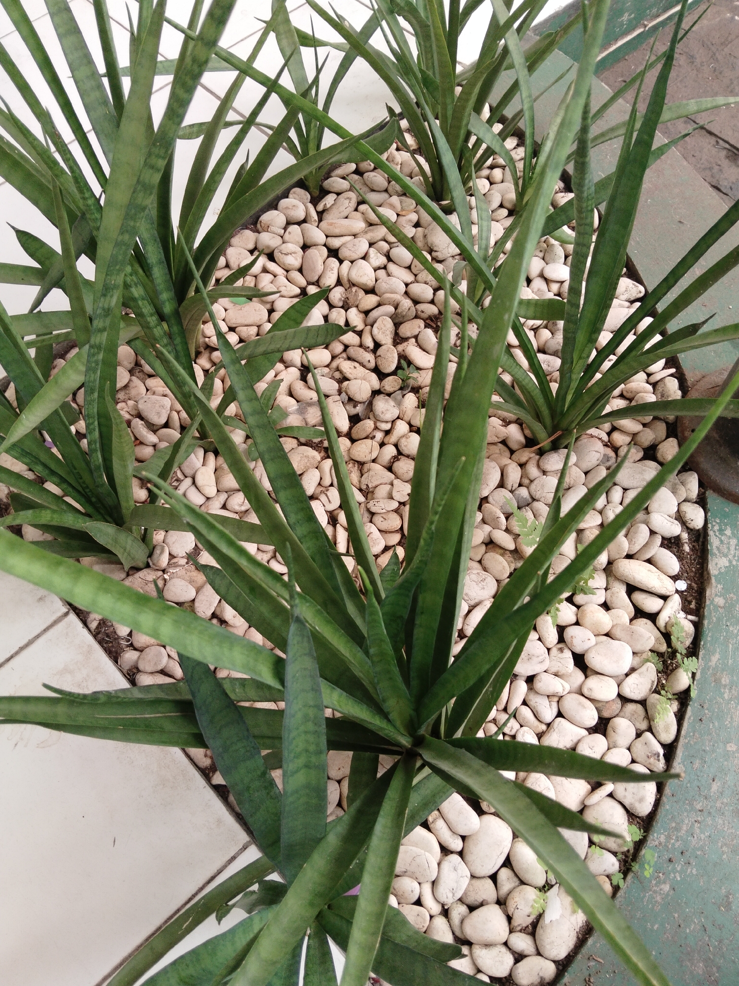 The image shows a close-up, overhead view of a planter box filled with snake plants (Sansevieria trifasciata) and white river stones. The planter is situated outdoors, with a tiled floor visible in the lower left corner and a greenish concrete or asphalt surface on the right. The snake plants have long, stiff, green leaves with some lighter green striations. The river stones are smooth and oval-shaped, filling the spaces between the plants. Several small, green weeds are also growing among the stones. The lighting suggests it is daytime. The location is specified as Banjar, Indonesia.