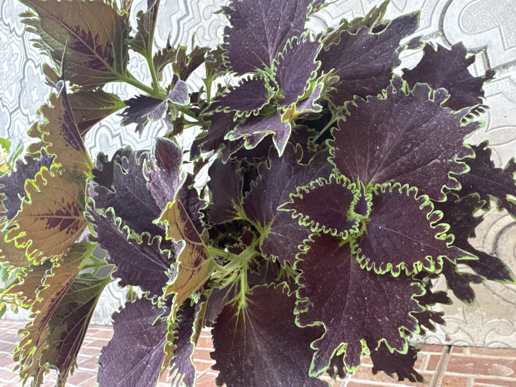 A close-up, overhead shot captures a potted coleus plant with deep burgundy leaves edged in lime green. The plant is situated on a light-colored tiled surface, possibly an outdoor patio, with a textured brick wall visible on the left. The coleus leaves are deeply lobed with ruffled edges, and some lighter brown and green variegated leaves are visible further within the plant. The lighting suggests it is daytime. There are no people or animals present.