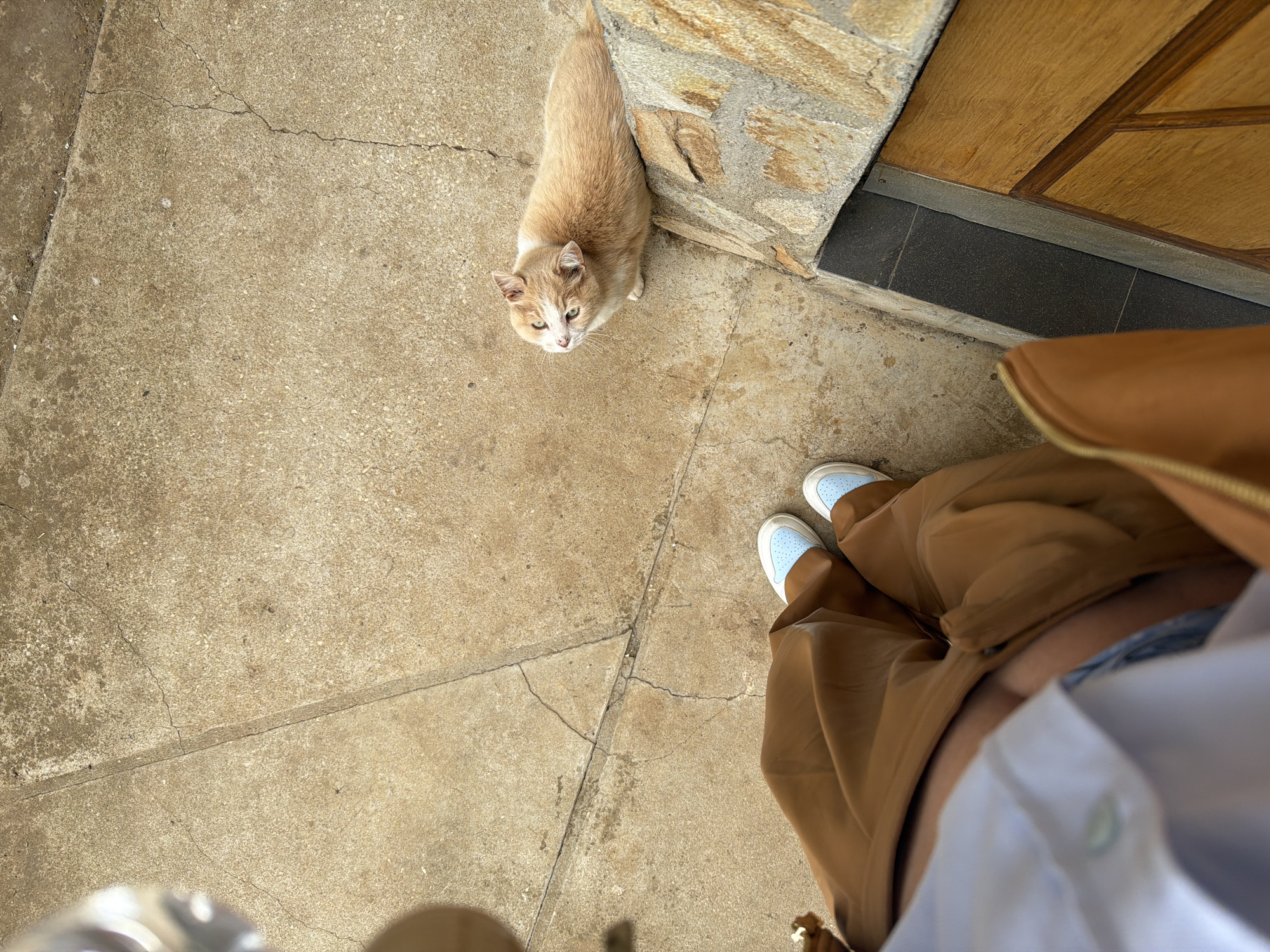 A pale orange and white cat stands on a weathered concrete slab next to a stone wall and a wooden door. A person wearing brown shoes, a brown skirt, and a white shirt stands nearby. The photo was taken from an elevated perspective. Buhovo, Bulgaria is mentioned as the city where the image was taken.