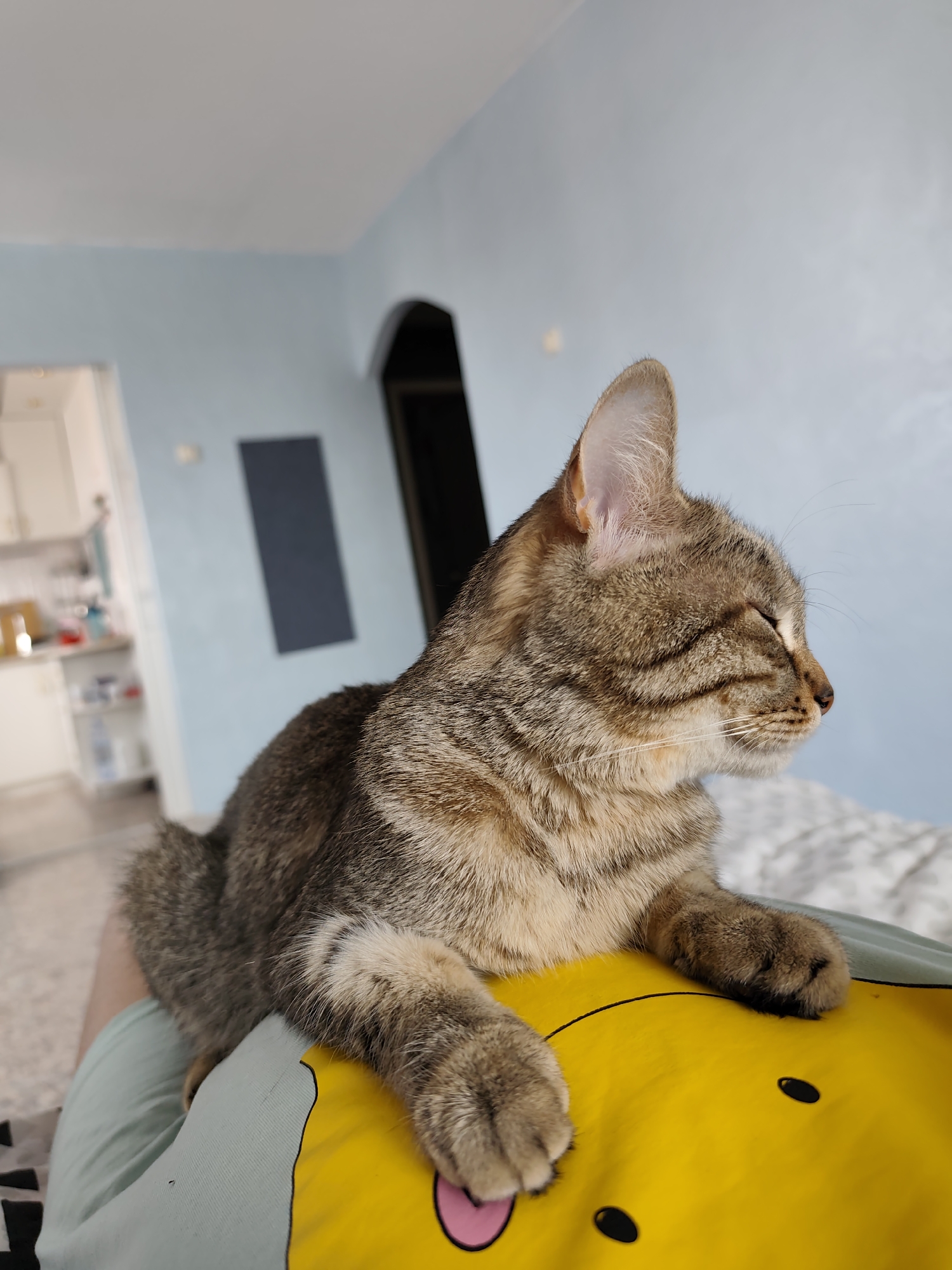 A domestic tabby cat, characterized by its brown, beige, and dark striped fur, is the central subject of this indoor photograph. The cat is shown resting or napping, with its eyes mostly closed in an expression of peace and relaxation. Its front paws are extended onto a vibrant yellow item, which appears to be a pillow, blanket, or part of an article of clothing, adorned with a simple black-outlined cartoon face. The cat's body rests on what appears to be a person's leg or lap, clad in light green fabric, indicating a close and comfortable interaction between pet and owner.
The background depicts a residential interior. The walls are painted a soft light blue, contrasting with a white ceiling. A blurred doorway or archway is visible in the middle ground, leading to another room. Through a further opening to the left, a glimpse of a kitchen area with white cabinets and various items on shelves can be seen, though it is out of focus. A dark, rectangular object is affixed to the blue wall. A light-colored, possibly white, blanket or bedding is partially visible to the right of the cat. The natural lighting suggests it is daytime. The overall mood of the scene is calm and domestic. No visible text is present in the image. The location context for this setting is Chaikovsky, Russia.