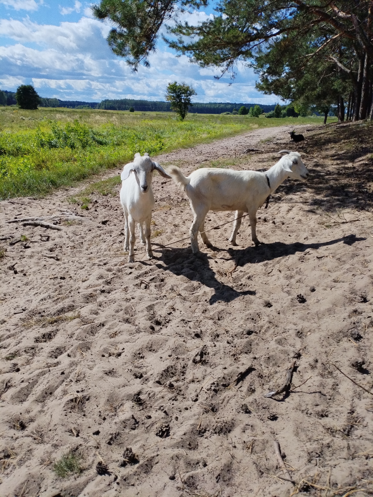 Two white goats stand on a sandy path in a rural area. The goat on the left faces the camera, while the goat on the right is partially turned away. In the background, a field of green grass stretches towards a line of trees under a cloudy blue sky. The scene appears to be located in or near the city of Bialynichy, Belarus. A black goat is visible resting in the shade of trees to the right.