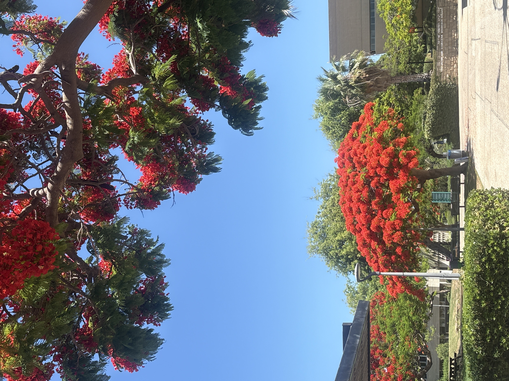 The image depicts a bright, sunny day with a clear blue sky, set in an outdoor environment that appears to be a public square or park within Tel Aviv, Israel. The foreground is dominated by a lush green hedge, with a paved walkway extending into the middle ground.
Several trees are prominently featured. The most striking is a tree in full bloom with vibrant red flowers, its canopy creating a striking contrast against the blue sky. To the left and right of this central tree, other trees with dense green foliage are visible, some also adorned with red blossoms. A tall palm tree stands further back, adding to the tropical feel of the landscape.
In the background, modern buildings with beige and grey facades can be seen. One building has a sign with text in both Hebrew and English. The Hebrew text reads "כיכר יעקב ושושנה שרייבר" and the English text reads "THE JACOB AND SHOSHANNA SCHREIBER SQUARE". This inscription definitively identifies the location as the Jacob and Shoshanna Schreiber Square in Tel Aviv, Israel.
Street furniture, including benches and a lamppost, are scattered throughout the scene, suggesting a designed public space. Trash receptacles are also visible. No people are present in the image, giving the scene a tranquil and deserted appearance, despite the vibrant life of the blooming trees. The overall impression is one of a well-maintained urban green space on a clear, warm day.
