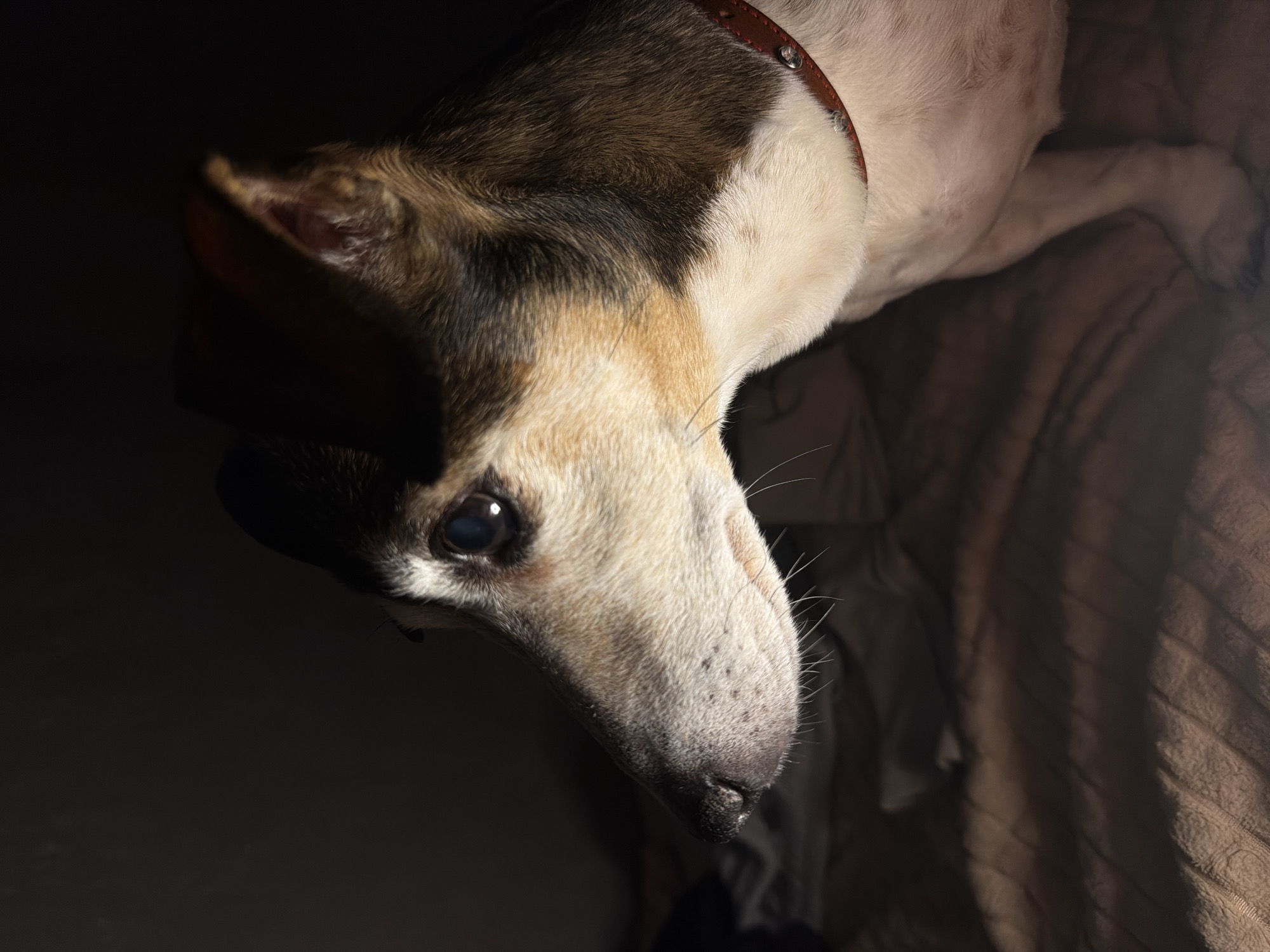 This image depicts a domestic canine, appearing to be a small terrier-type dog with a tri-color coat of white, tan, and dark brown/black, located in Dubovaya, Russia. The animal is shown in profile, facing left, with its head slightly elevated. White fur covers its muzzle and chest, transitioning to tan on the face and body. Dark brown or black patches are visible on the ears and the top of the head/neck area. The visible right eye is dark with a distinct light reflection. A thin, reddish-brown collar adorned with silver-colored studs is secured around its neck. Whiskers extend from the muzzle. The dog is positioned on a textured surface, likely a brown or dark beige blanket or bedding with a discernible quilted or ribbed pattern. The environment is dimly lit, with a strong, directional light source illuminating the dog from the right, casting the background into deep shadow. No other individuals or animals are present. The dog remains stationary, seemingly focused on an area outside the frame to its left.