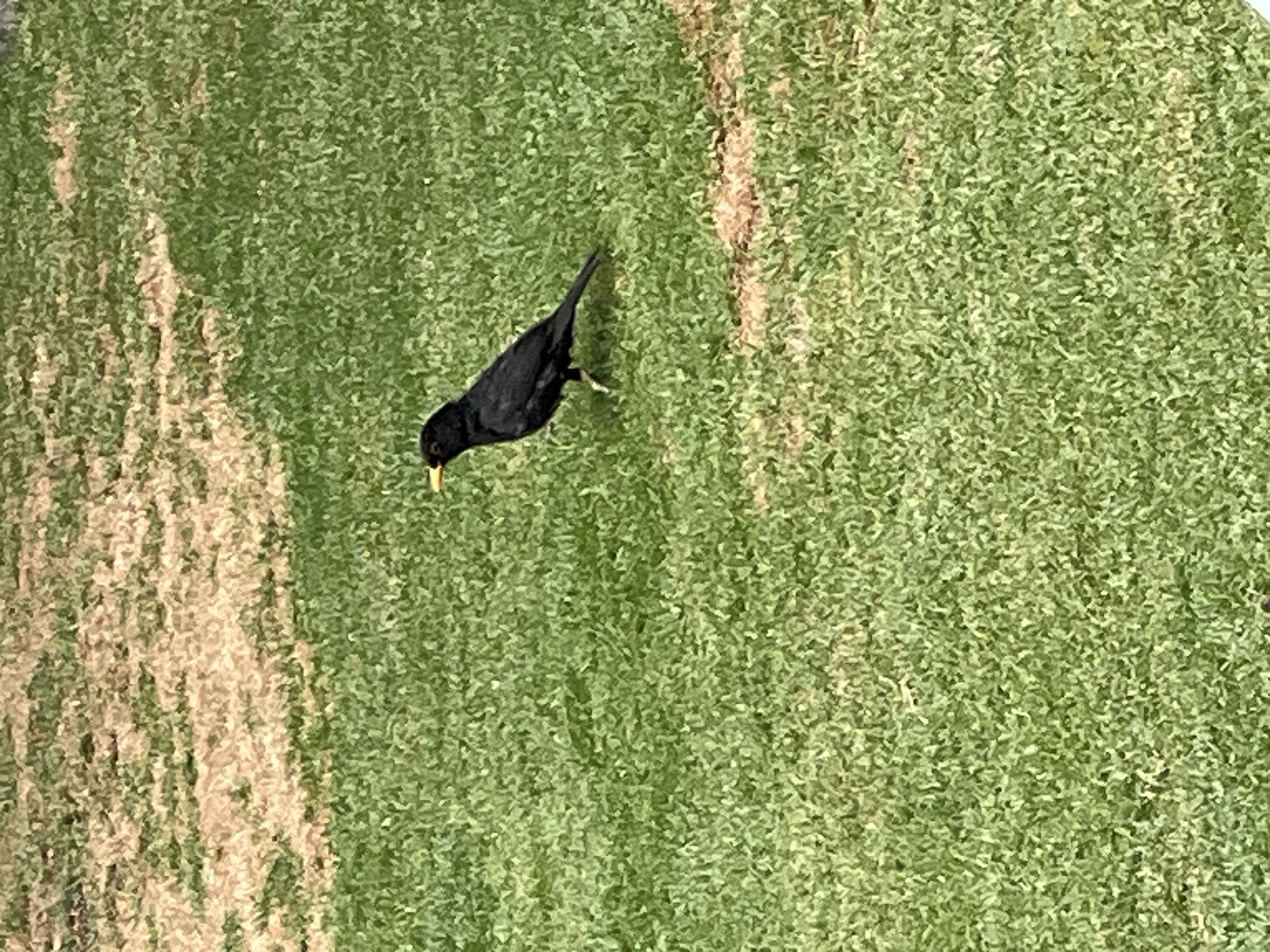 A blackbird is foraging on a lawn of green grass, a partially yellowed area adjacent to the green section. This image was likely taken in Las Palmas, Spain. The specific location within the city and time of day are not discernible from the image. There are no people visible.