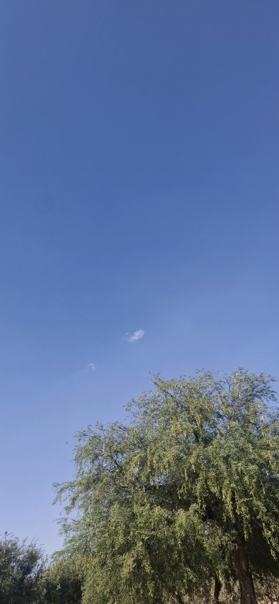 The image shows a clear blue sky with two small wispy clouds. In the lower right quadrant, a large, leafy green tree with seed pods hanging from its branches dominates the scene. To the left and slightly behind this tree, another, darker green tree is partially visible. A small dark bird is in flight in the upper left portion of the image, against the sky. The scene appears to be an outdoor, natural environment, possibly in Yeruham, Israel, given the context.