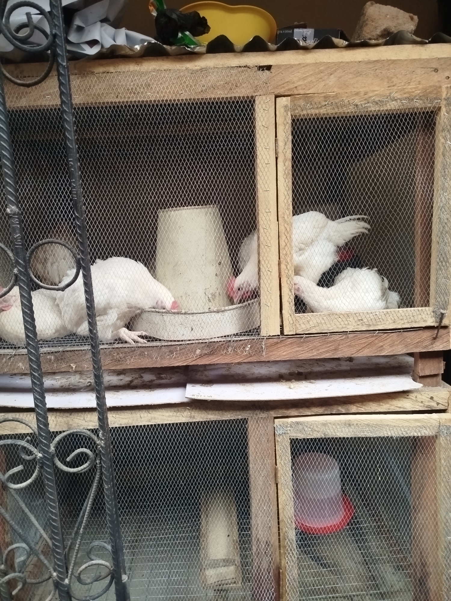 In Isiehor, Nigeria, an outdoor scene depicts a multi-level chicken coop constructed from wooden planks and covered with wire mesh. The coop contains several white chickens. In the upper section, three chickens are visible. One is positioned in front of a gray feeder, with its head lowered as if eating. Another chicken is behind it, and a third is in a separate compartment to the right, with its head turned downwards. The lower section of the coop is also visible, with a red water dispenser in the right compartment, though no chickens are clearly visible in this section. The coop is situated outdoors, with hints of other objects and structures in the background.