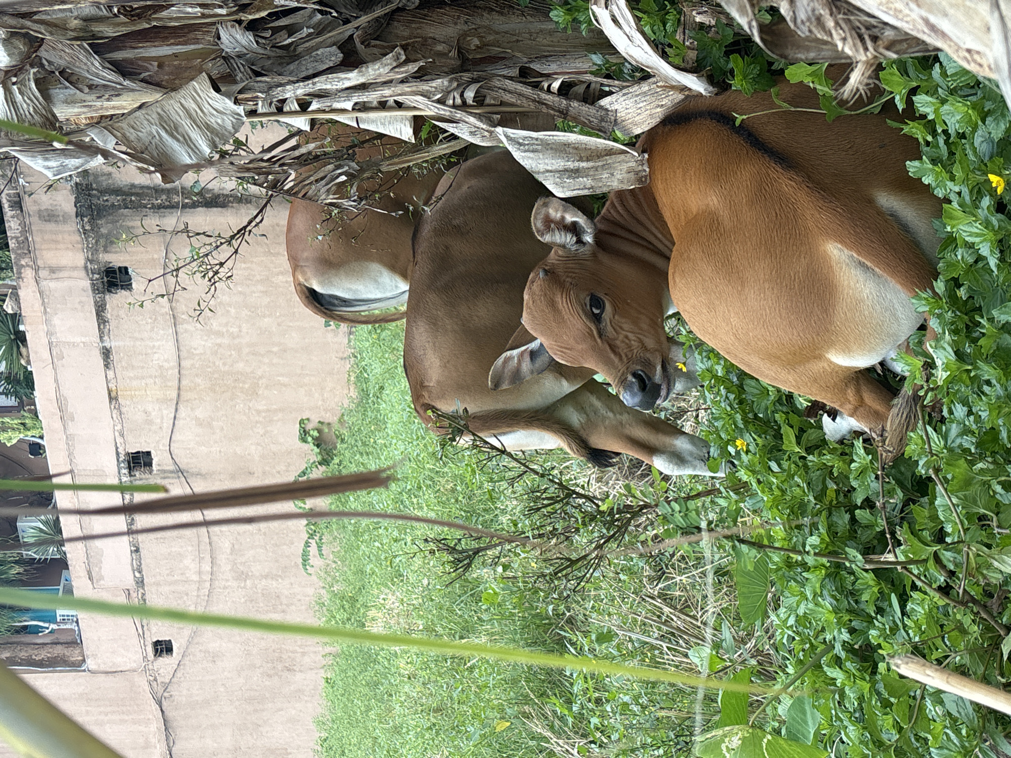 Two light-brown cows are resting on green grass, possibly in the Mengwi area of Indonesia, given the query context. The animals are positioned in a relaxed posture near dried banana leaves and lush vegetation. The backdrop includes a cement wall with squared openings.