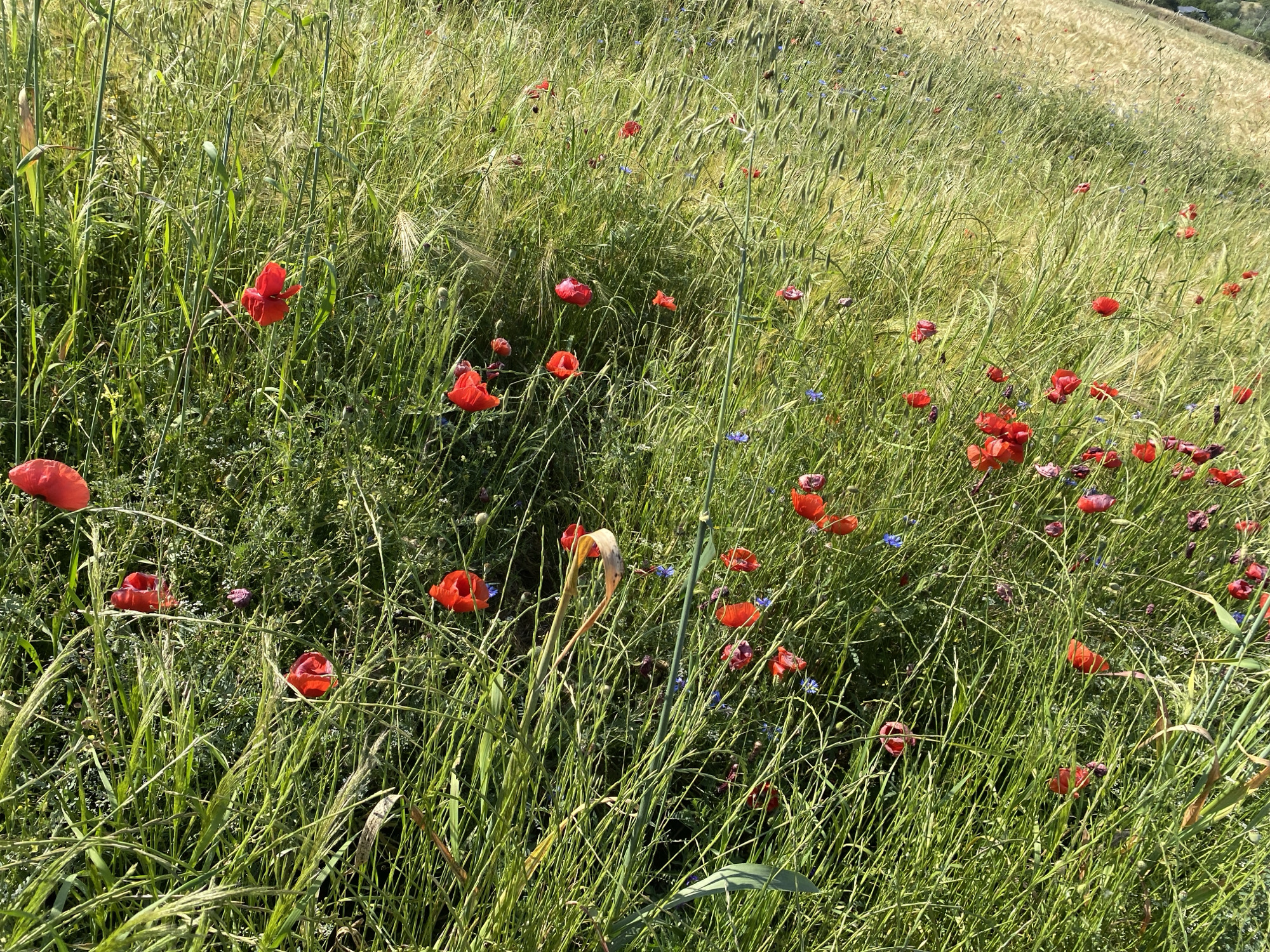 This image depicts a sunlit, dense field of green grass populated with numerous red poppies and scattered small blue/purple flowers. The grass varies in height and texture, with some stalks bearing developing seed heads. The field ascends gently from the foreground towards the background, where the vegetation transitions to a lighter, golden-green hue. A very faint, indistinct structure is visible on the distant horizon in the upper right quadrant. The scene is brightly illuminated by natural light, indicative of daytime conditions. This location is identified as Belo Pole, Bulgaria. No people, animals, or specific actions are present in the frame.