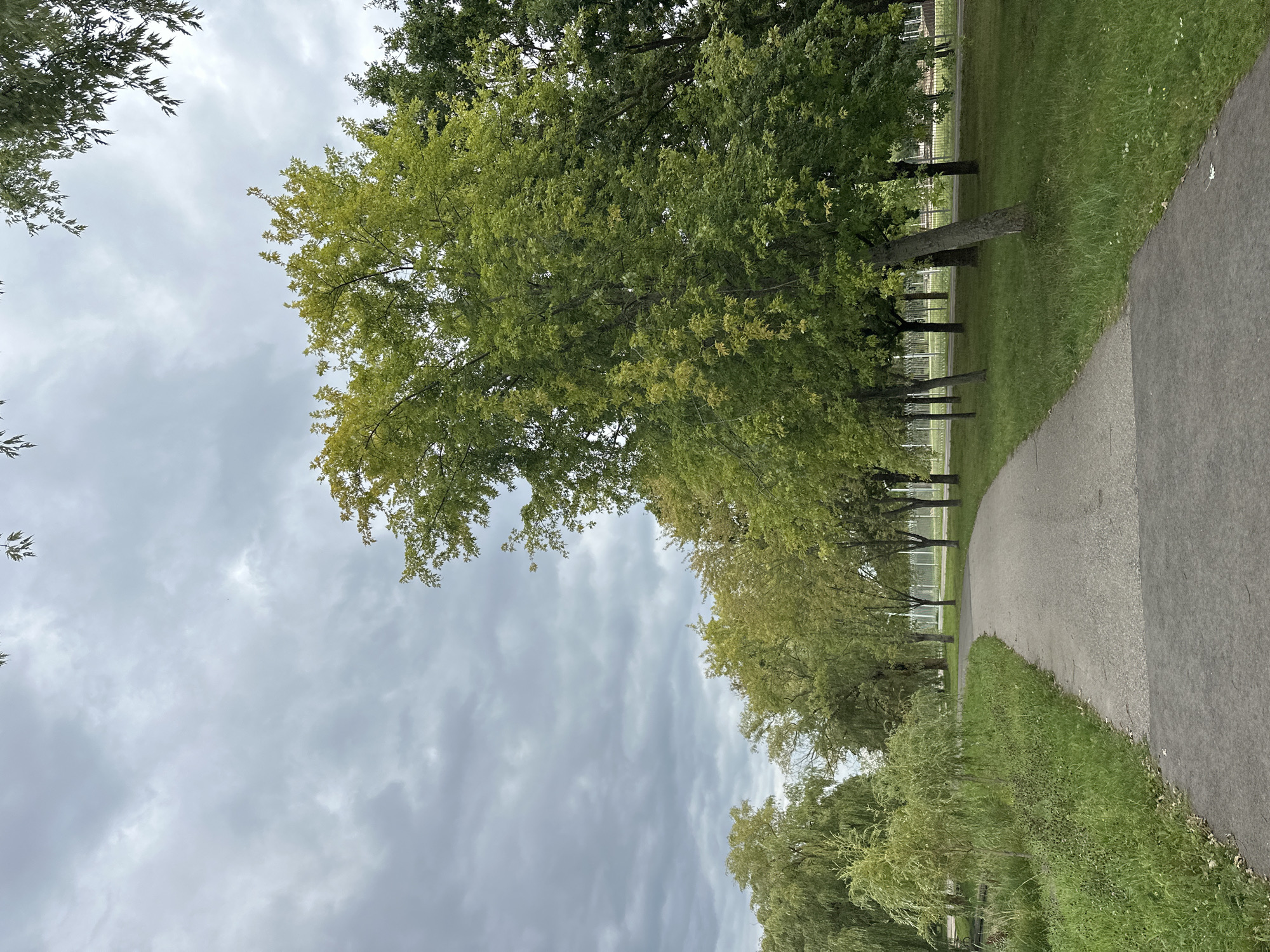 This is a landscape photograph of a park path in Minsk, Belarus. The path is made of asphalt and curves to the right, bordered by green grass and trees on both sides. The trees are deciduous and have green leaves, some with hints of yellow, suggesting it is late summer or early autumn. The sky is overcast with gray clouds. In the background, there is a metal fence and some buildings. There are no people or animals visible in the scene. The overall atmosphere is calm and serene.