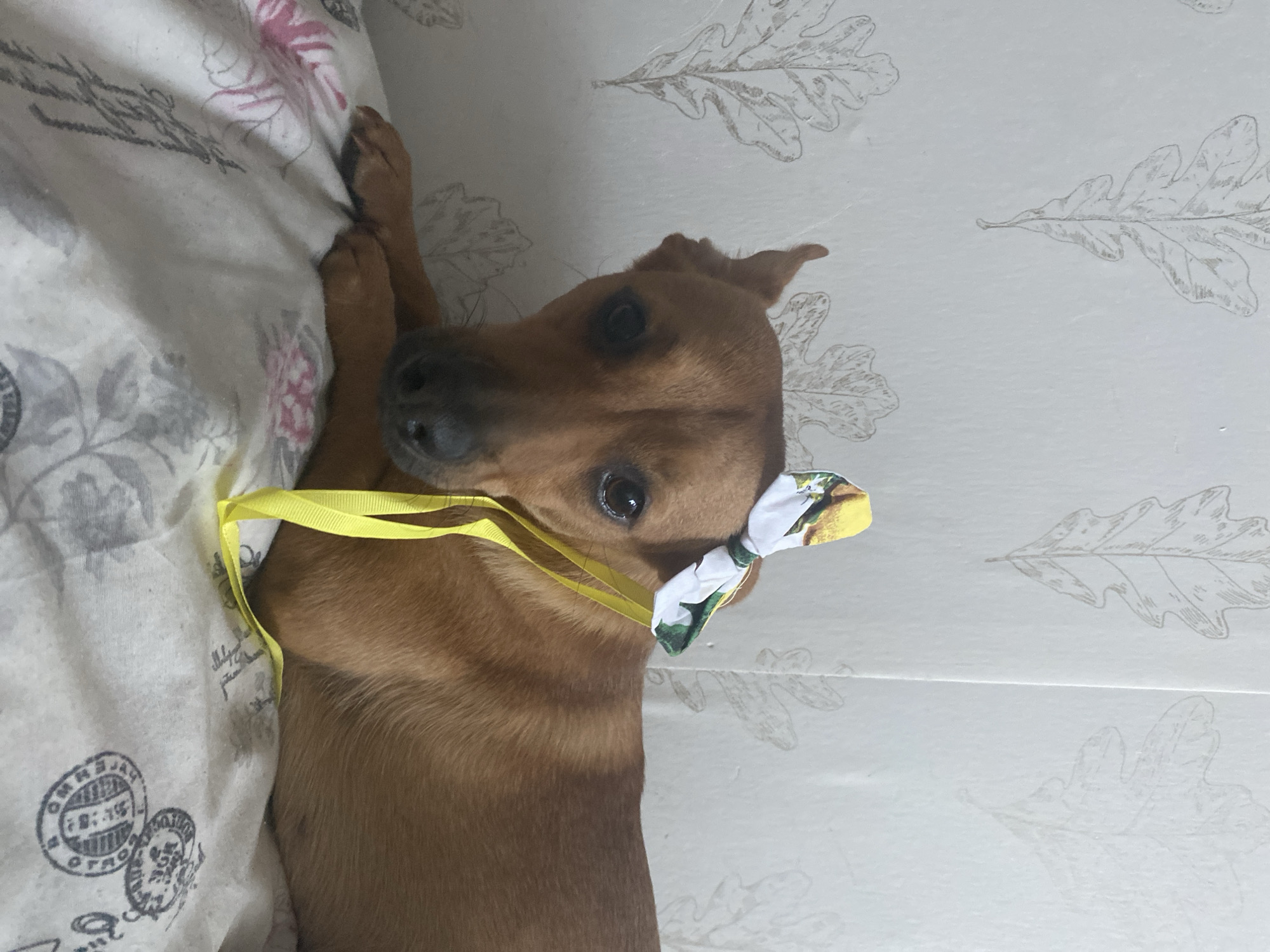 A medium shot shows a tan-colored dog lying on a white blanket with a floral pattern. The dog is facing forward, with its head slightly tilted. A white bow with green and yellow accents is tied to the dog's head, with a yellow ribbon dangling down. The background is a wall with a repeating pattern of light-colored leaves. The image appears to be taken indoors, possibly in a home. The lighting is soft and natural. The dog's fur is short and appears to be clean. The dog's eyes are dark and appear to be looking directly at the camera. The dog's ears are perked up. The blanket is made of a soft material and appears to be clean. The wall is painted a light color and the leaf pattern is subtle.