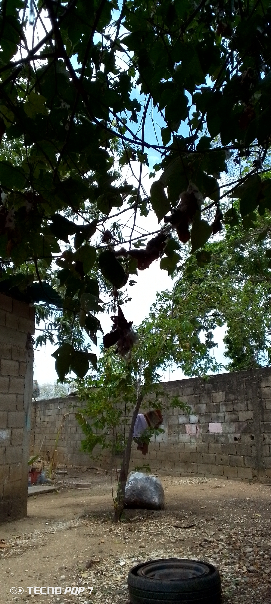 The image depicts an outdoor scene with a rough, unpaved ground covered in small stones and dirt. In the foreground, a black tire rim is visible. A thin tree stands in the middle ground, with pieces of clothing hanging from its branches. Next to the tree, a large, opaque gray plastic bag is present. Behind the tree, a concrete block wall extends across the scene. The wall appears weathered and shows some discoloration, with a few of the blocks being pinkish-grey. In the background, lush green trees are visible, and the sky above is a bright blue with some white clouds. The composition is framed by dark green leaves and branches from an overhead tree. The location is identified as Altagracia, Venezuela.