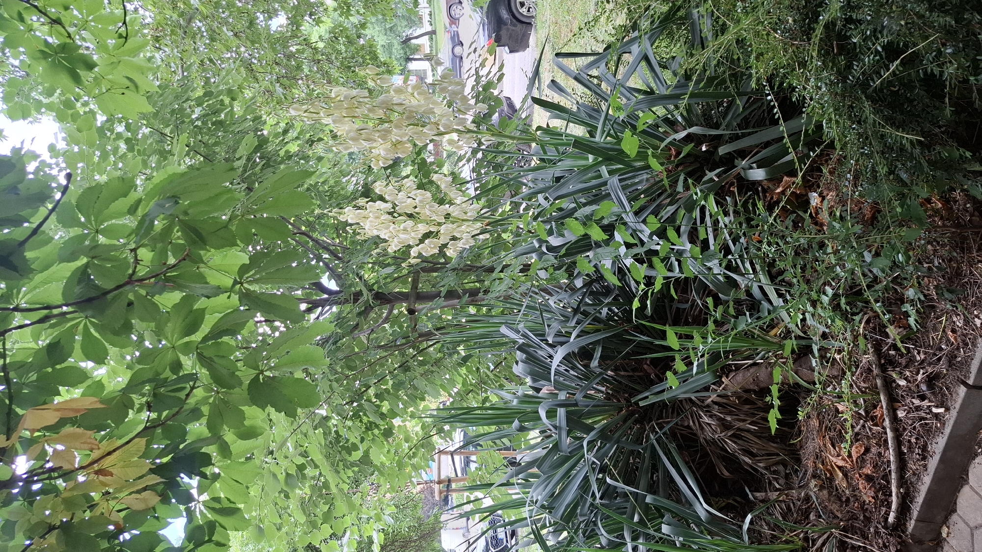 This image shows a lush green garden with two tall stalks of white flowers reaching upwards, likely Yucca flowers, set against a backdrop of leafy trees and a cloudy sky. In the foreground, a border of plants with long, sword-like leaves can be seen, with smaller green plants and dried leaves on the ground. Behind the garden, a street with parked cars and a few buildings is visible, suggesting an urban setting. The scene appears to be located in Sofia, Bulgaria, judging by the context provided. There are no people visible in the image.