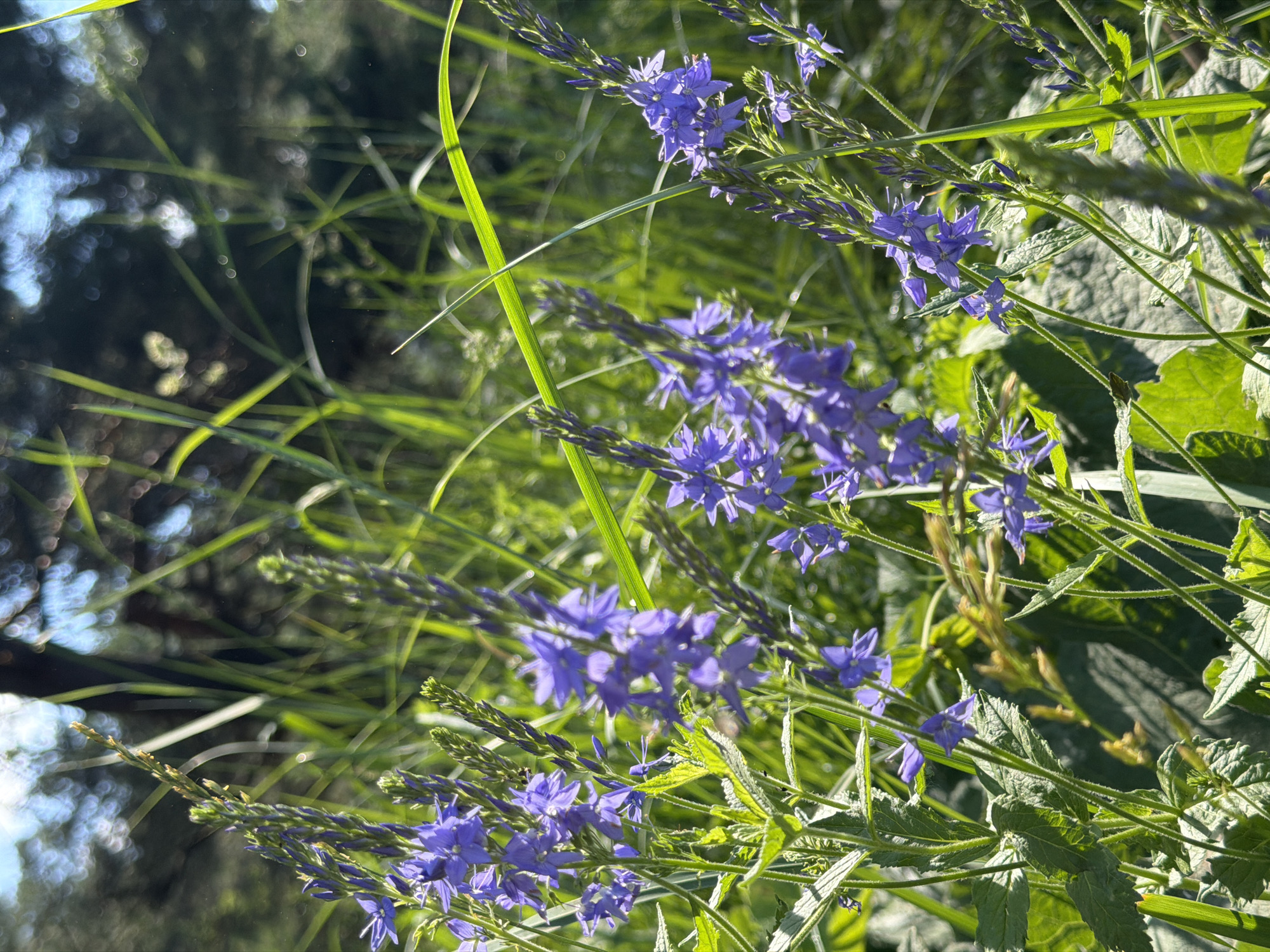 A close-up, eye-level, outdoor shot captures a cluster of delicate purple flowers blooming amidst lush green grass and foliage. The flowers are small and star-shaped with five petals, arranged in spikes along slender stems. The background is softly blurred, revealing dappled sunlight filtering through trees and a bright sky. The scene appears to be a natural setting, possibly a meadow or a park.