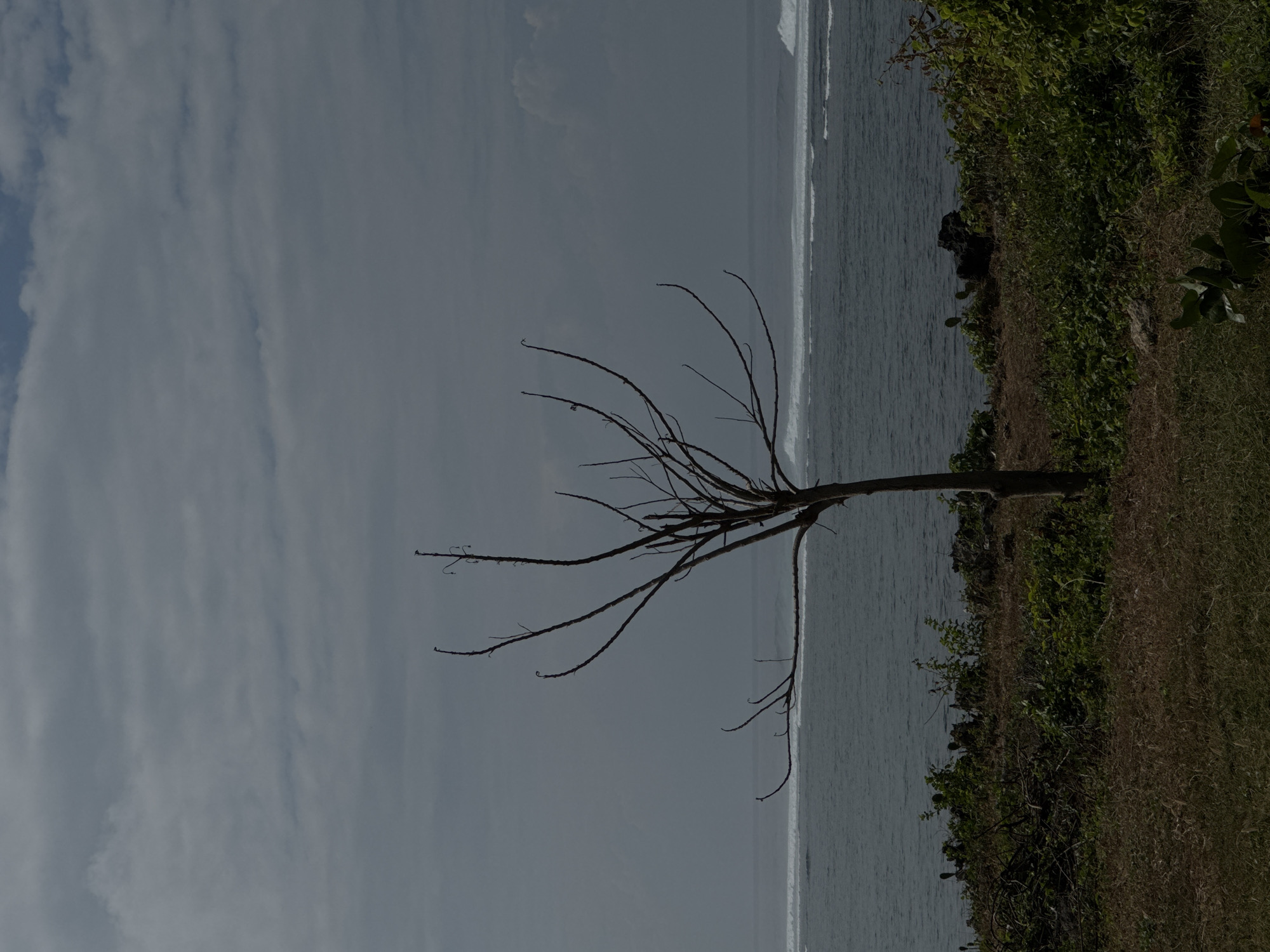 A solitary, bare tree stands on a grassy cliff overlooking the ocean near Kuta Selatan, Indonesia. The tree's branches are stark and leafless, reaching towards a cloudy sky. The ocean is a deep blue, with white waves crashing against a distant reef. Lush green vegetation covers the cliff in the foreground, contrasting with the dry, brown grass. The scene evokes a sense of solitude and the raw beauty of nature.