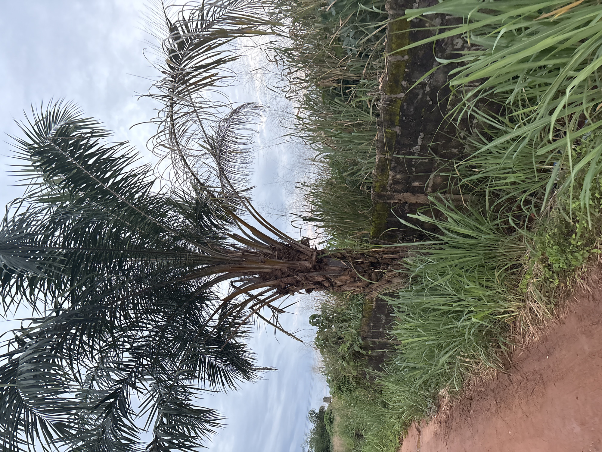 The image depicts a narrow, reddish-brown dirt road running alongside a low, weathered concrete wall. Tall, green grasses and vegetation grow densely on the other side of the wall, obscuring much of what lies beyond. Dominating the upper portion of the frame is a large palm tree with a thick, rough trunk and abundant fronds that cast shadows. The sky above is overcast with a pale, cloudy appearance. The scene appears to be situated in a rural or semi-rural area, possibly on the outskirts of Obosi, Nigeria, given the characteristic red earth and tropical vegetation. There are no people visible in the image, and no discernable actions or interactions are taking place. The overall impression is one of a natural, overgrown landscape under a subdued sky.