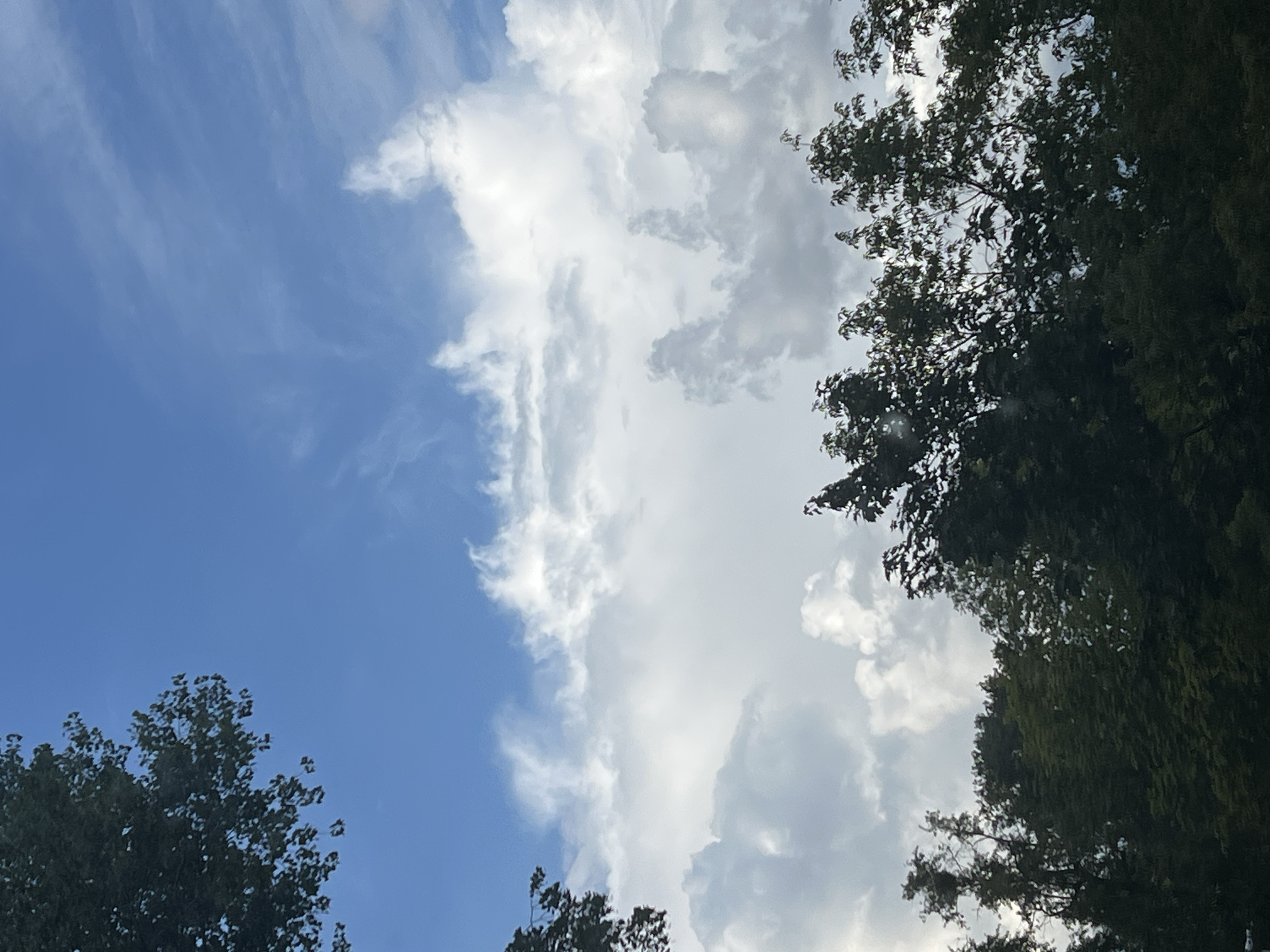 This is an outdoor, eye-level, vertical photograph of a cloudy sky with trees in the foreground. The sky is predominantly blue with large, white, and gray clouds. Some of the clouds appear fluffy and bright, while others are darker and more textured. The trees, which are dark green and lush, form a dense canopy along the bottom of the frame, obscuring the ground. The tops of some of the trees extend into the lower portion of the sky. The lighting suggests it is daytime. This image does not depict any specific location within the city of Warsaw, Poland, nor does it contain any people, actions, or interactions.