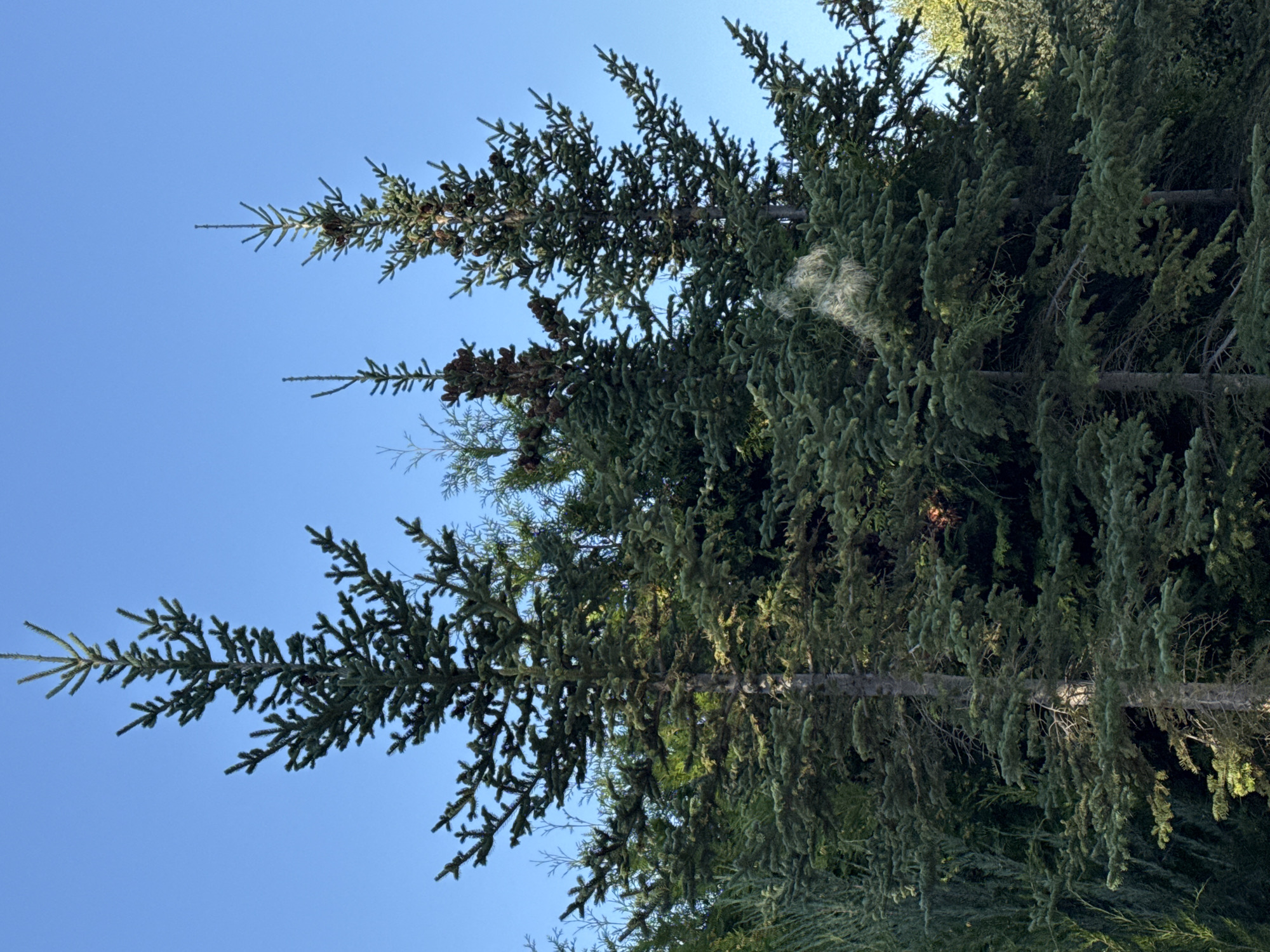 This image captures a dense cluster of coniferous trees against a clear blue sky, likely on a sunny day. The trees, predominantly fir or spruce, are characterized by their dark green needles and layered branches. Several of the taller trees feature prominent brown cones. In the lower right portion of the image, sunlight filters through the foliage, creating areas of brighter green and illuminating some of the branches. The scene appears to be an outdoor environment, possibly a park, forest, or residential yard, consistent with a location in Sary-Oy, Kyrgyzstan, known for its natural landscapes. No people or animals are visible in the frame. The overall impression is one of natural abundance and tranquility.